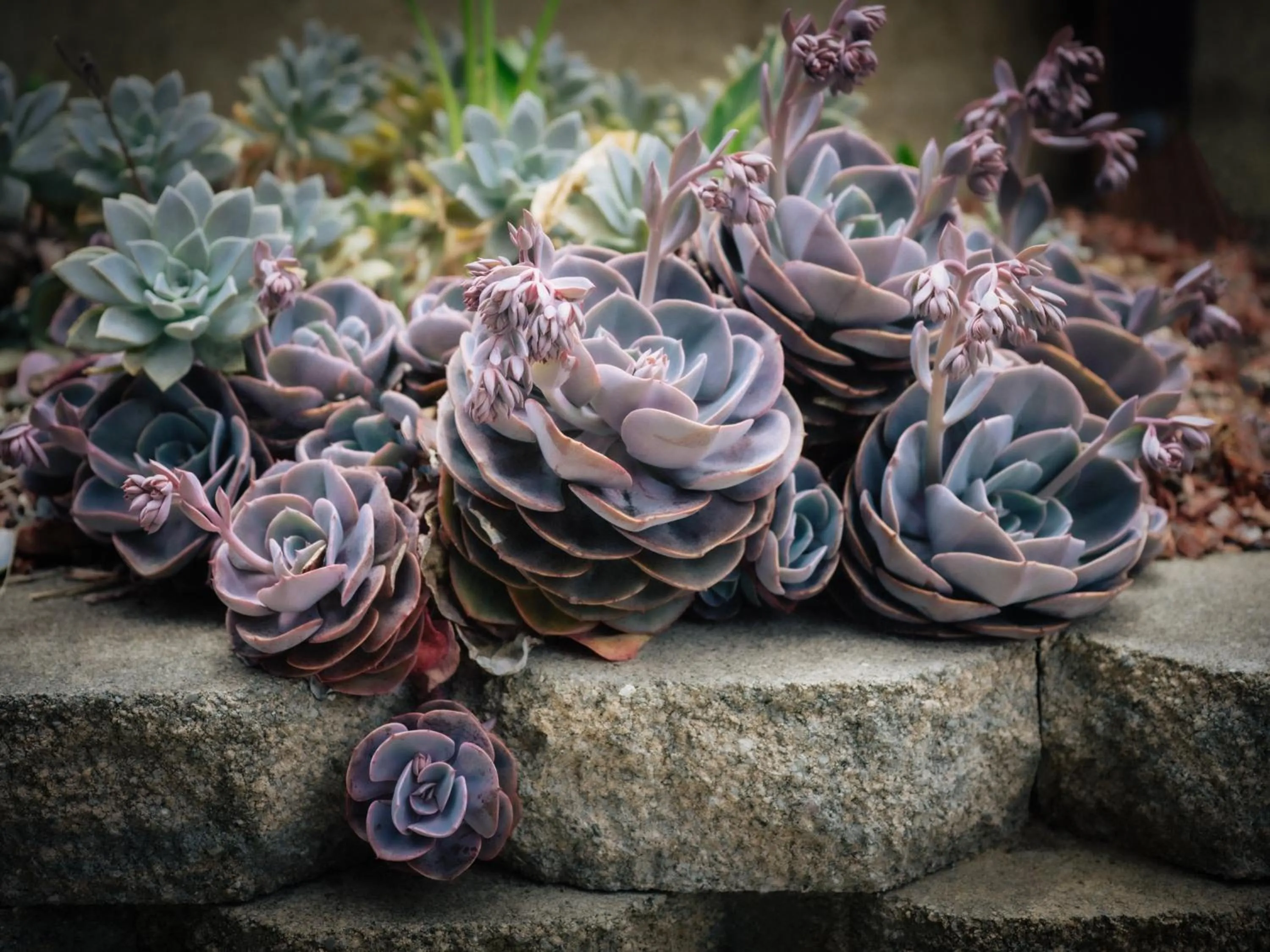 Garden in Ocean View Inn