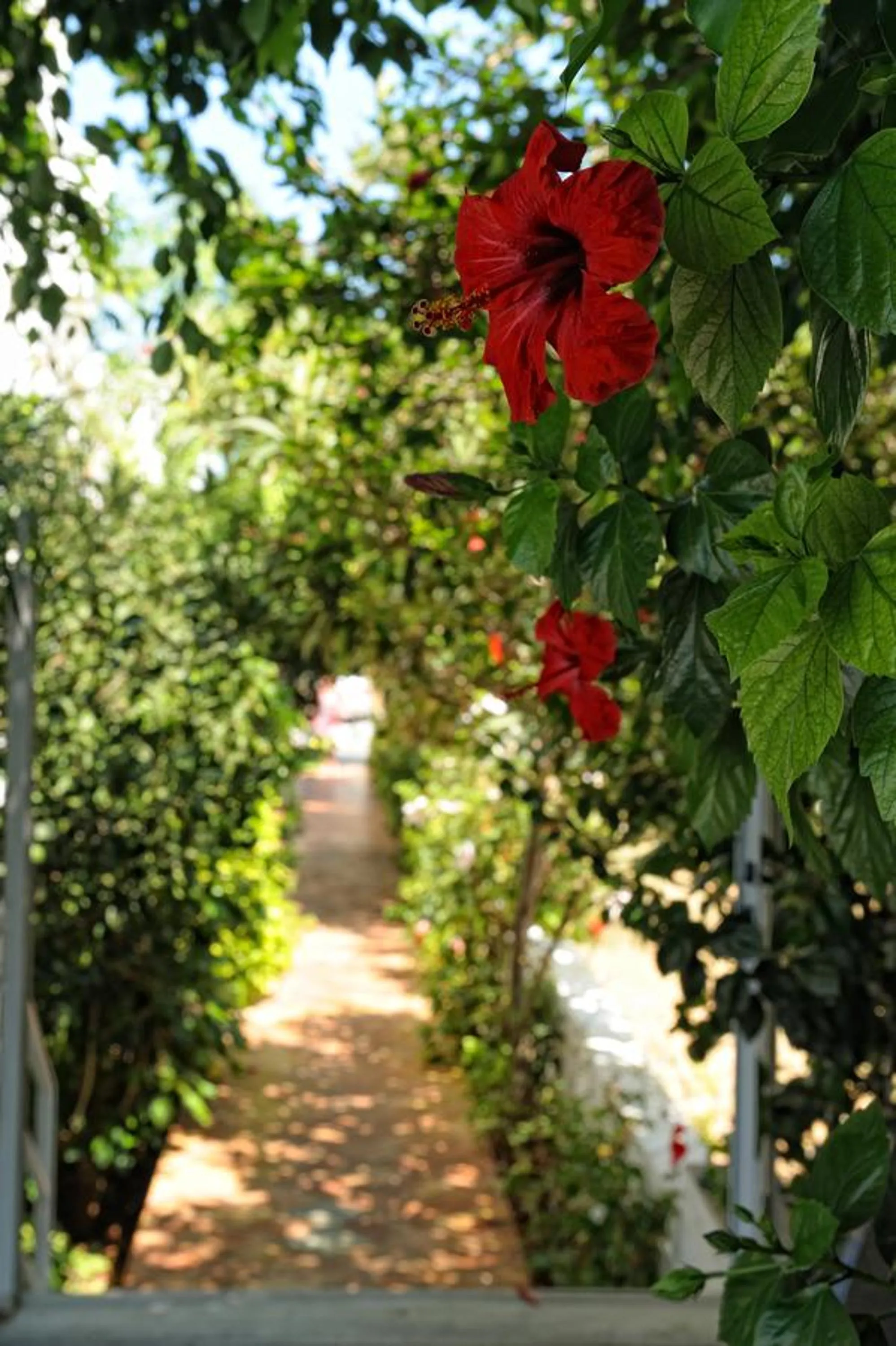 Garden in Melissa Apartments, Studios & Suites