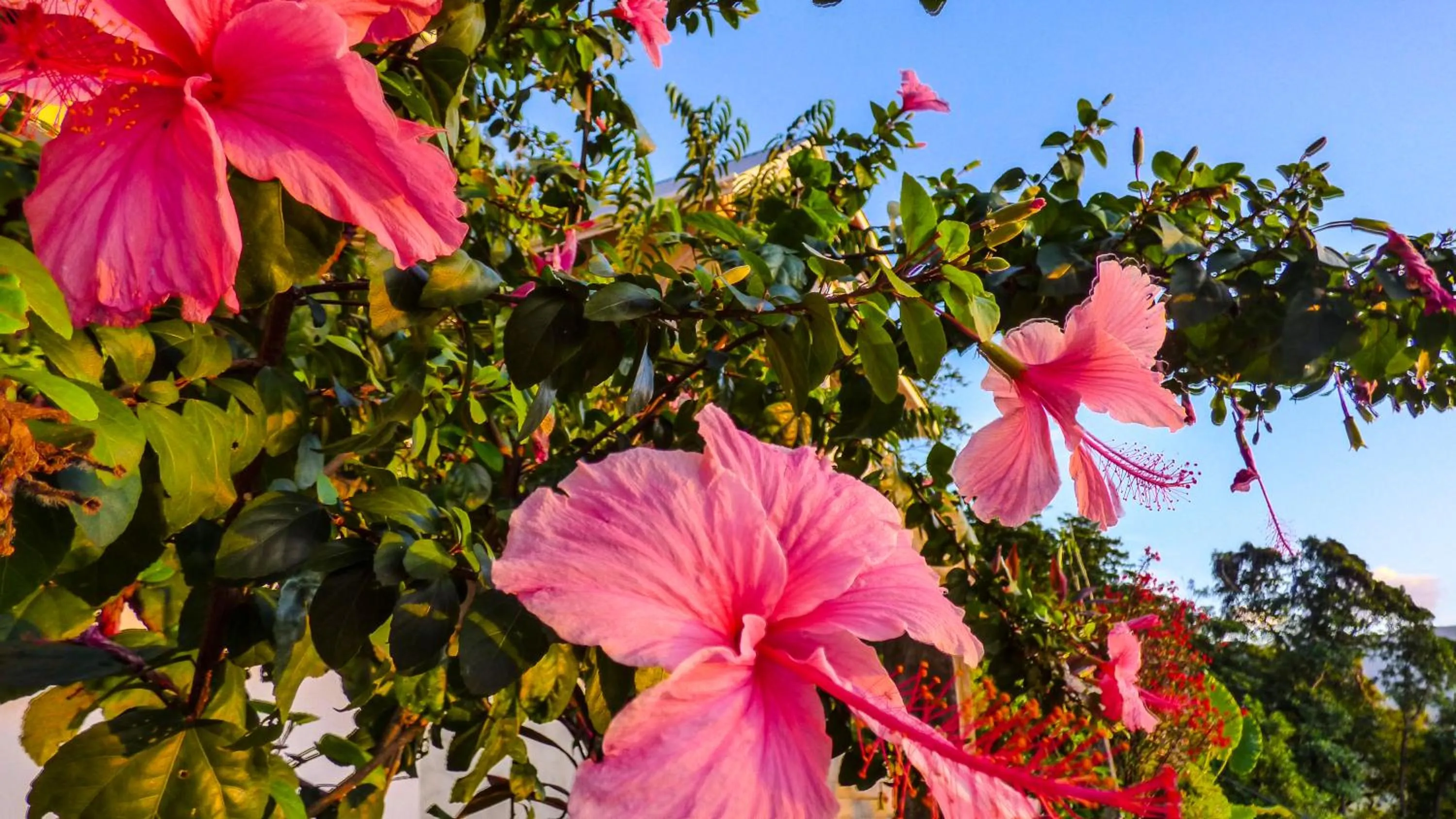 Garden in Mouggae Blues Villas