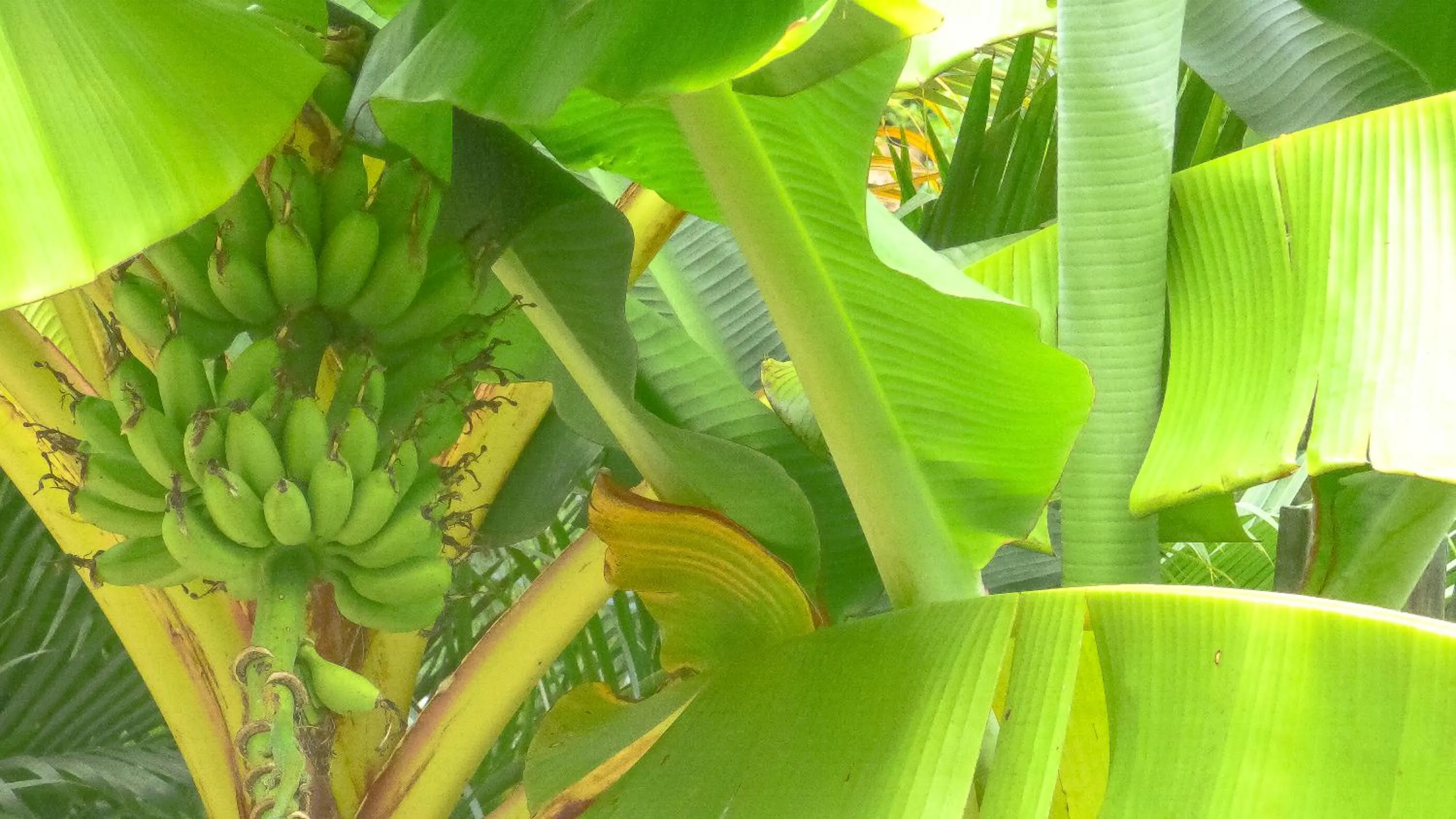 Garden in Mouggae Blues Villas