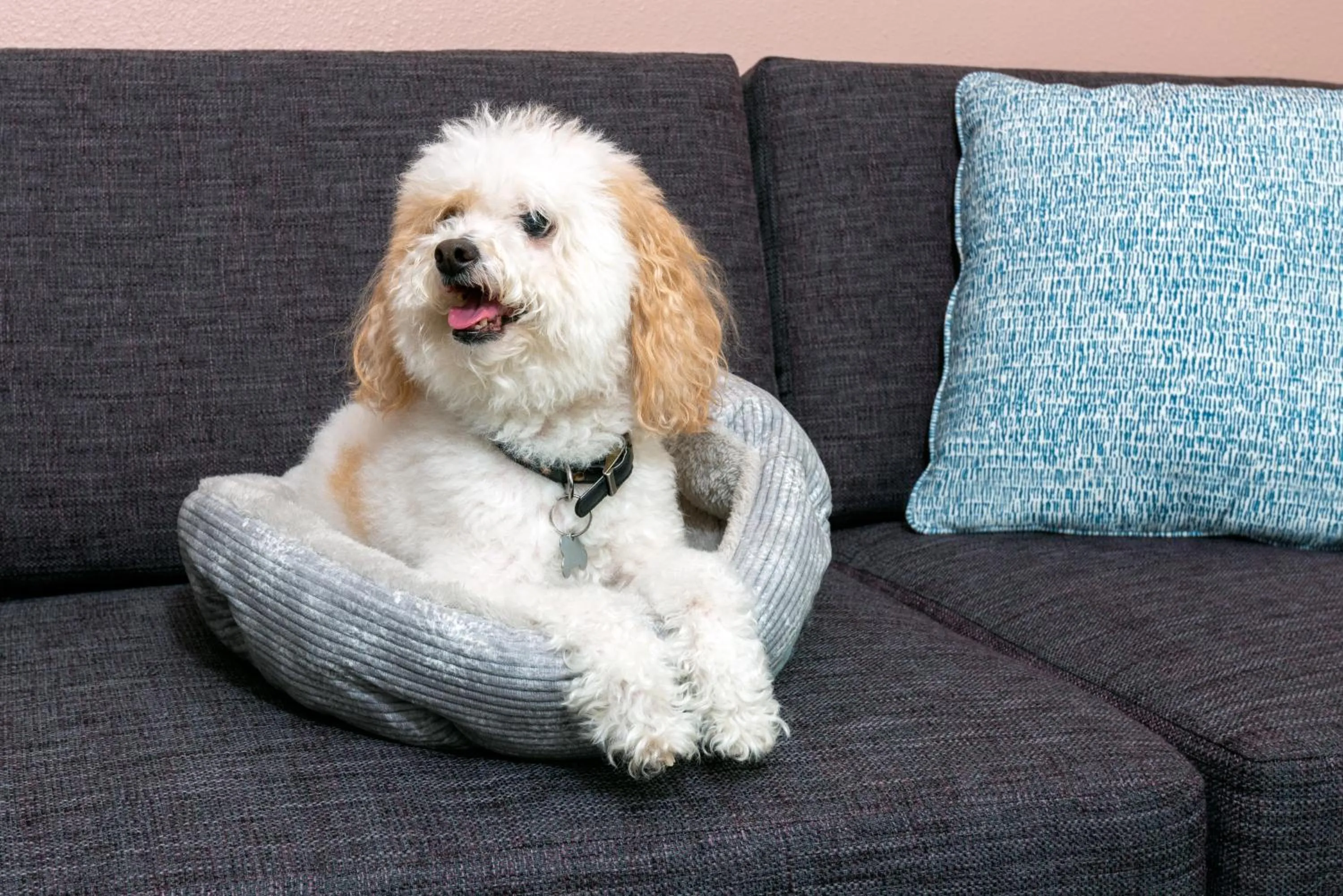 Pets in Hilton Garden Inn Orlando International Drive North