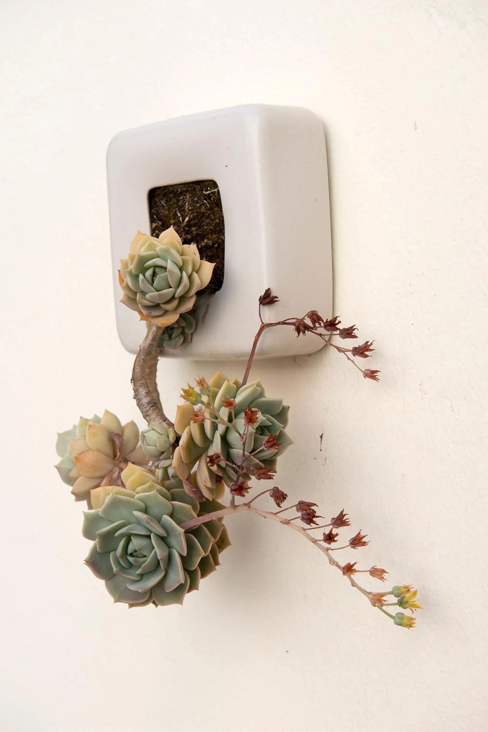 Garden in La Alcoba del Agua Hotel Boutique