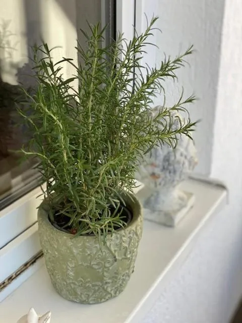 Balcony/Terrace in Hotel Waldperle
