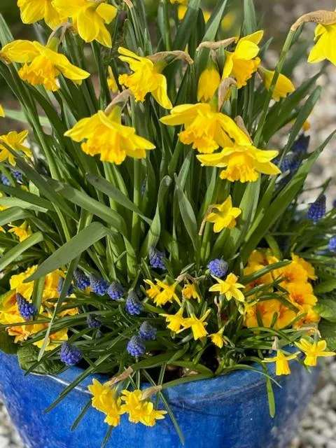 Garden view in Hotel Waldperle