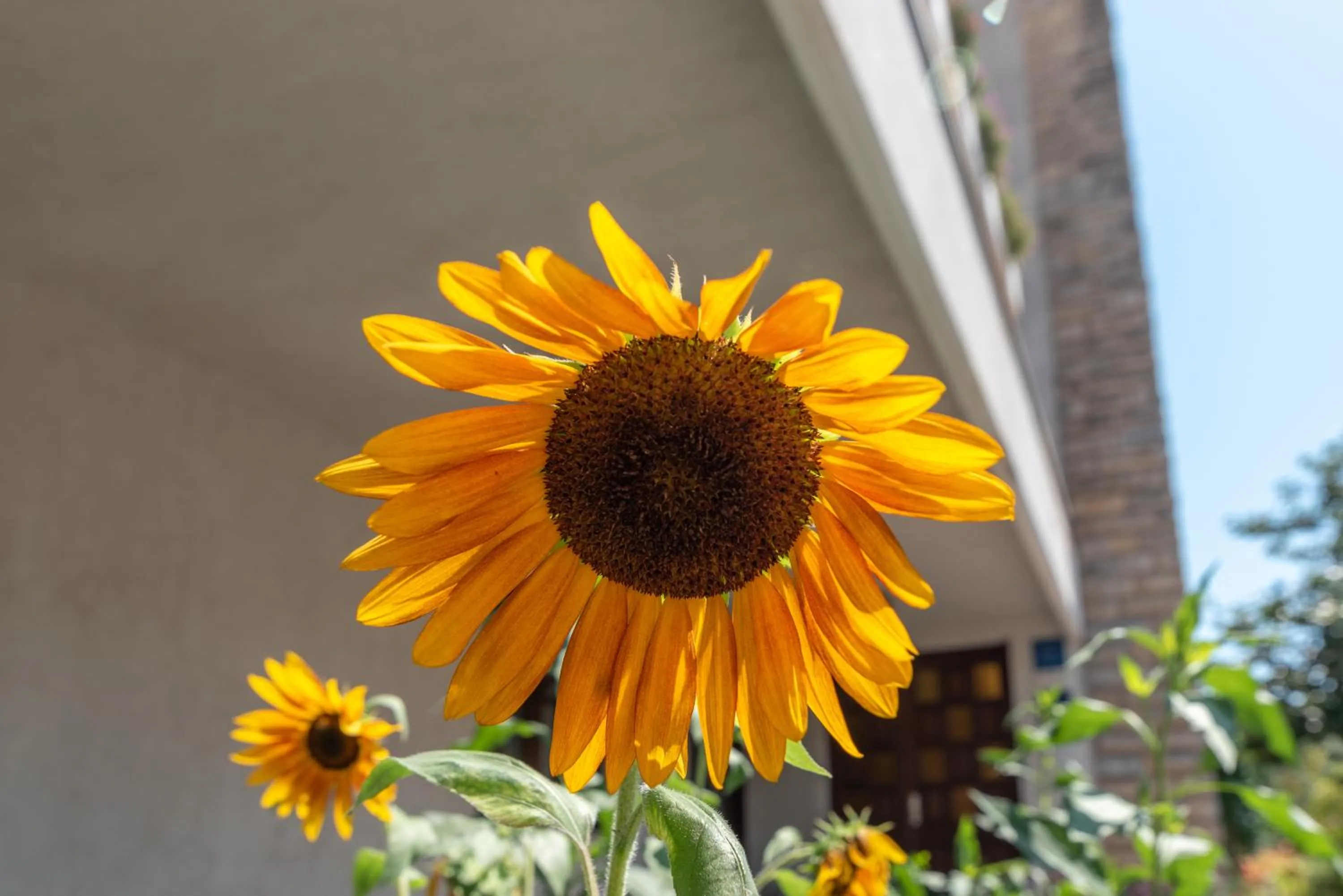 Garden in Apartments Vojin
