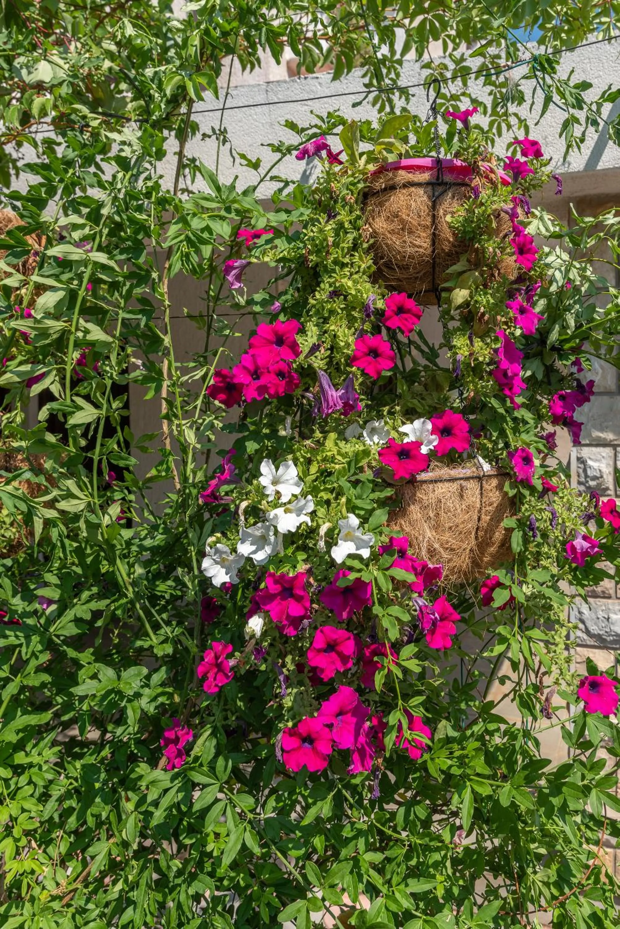 Garden in Apartments Vojin