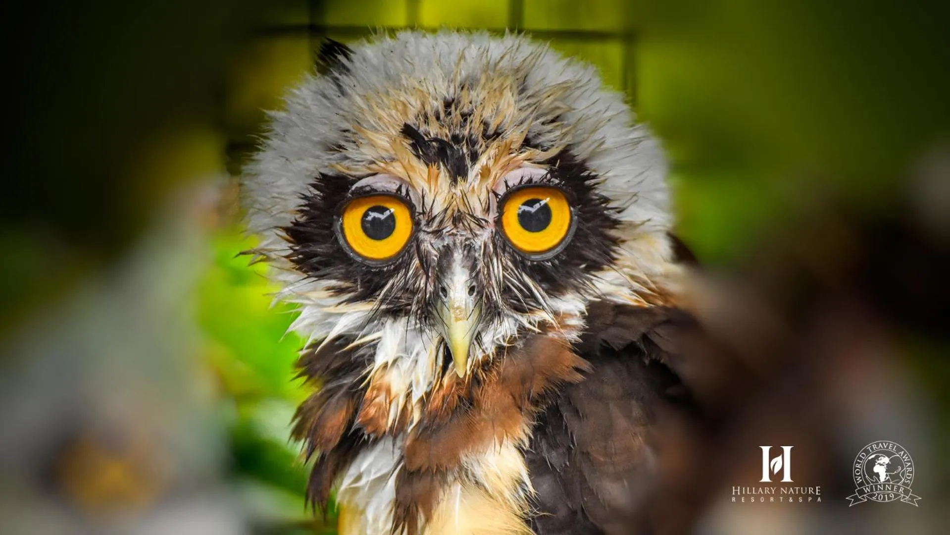 Animals in Hillary Nature Resort & Spa All Inclusive