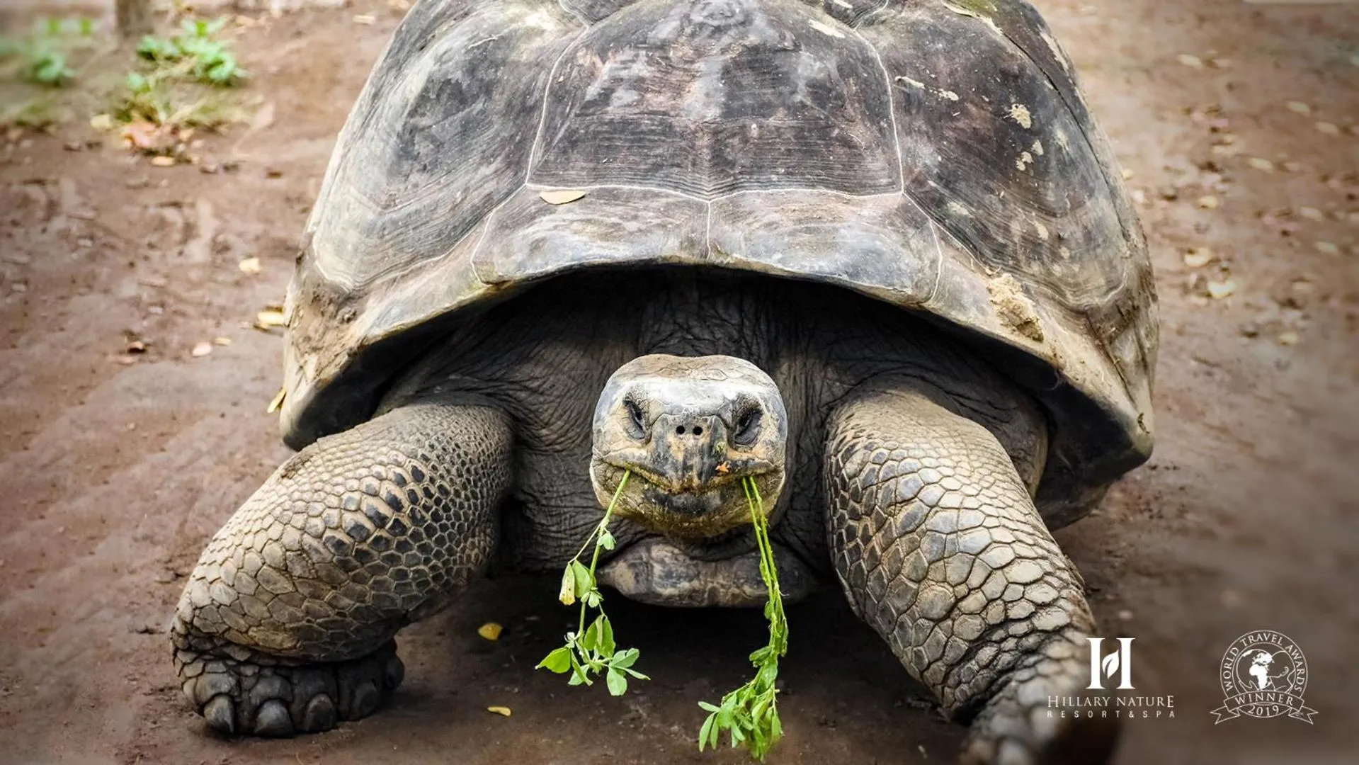 Animals in Hillary Nature Resort & Spa All Inclusive