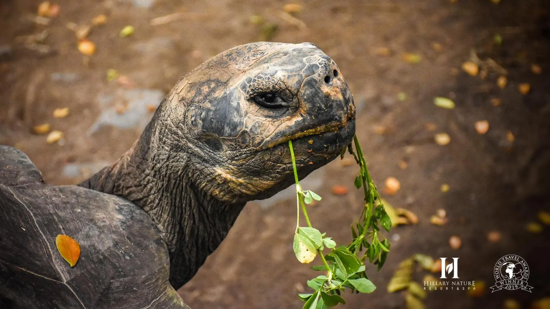 Animals in Hillary Nature Resort & Spa All Inclusive