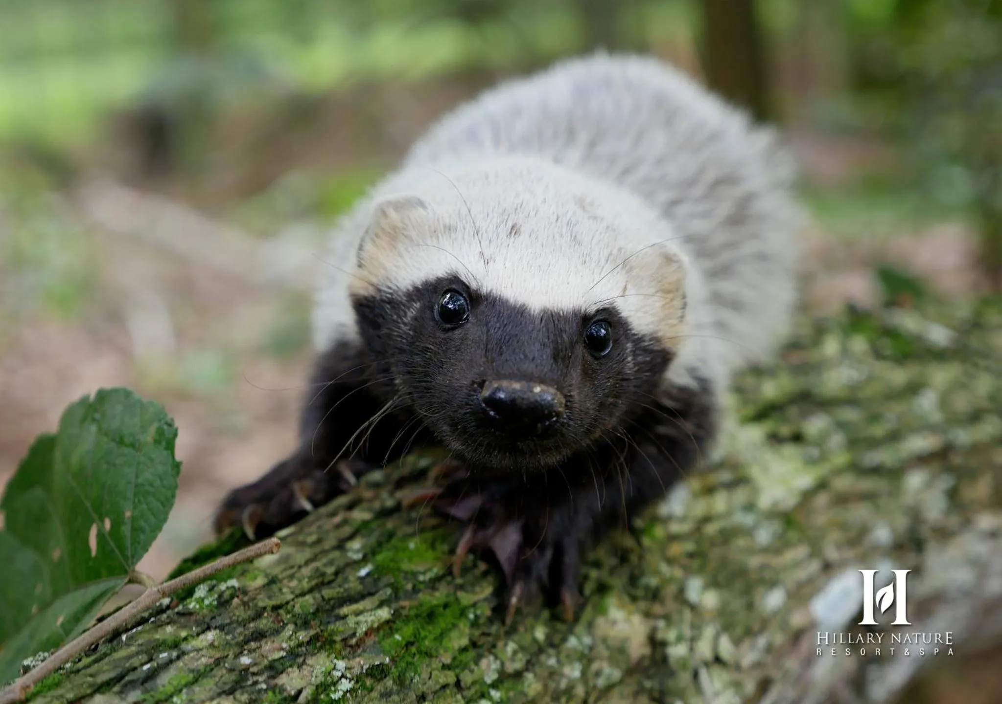 Animals in Hillary Nature Resort & Spa All Inclusive