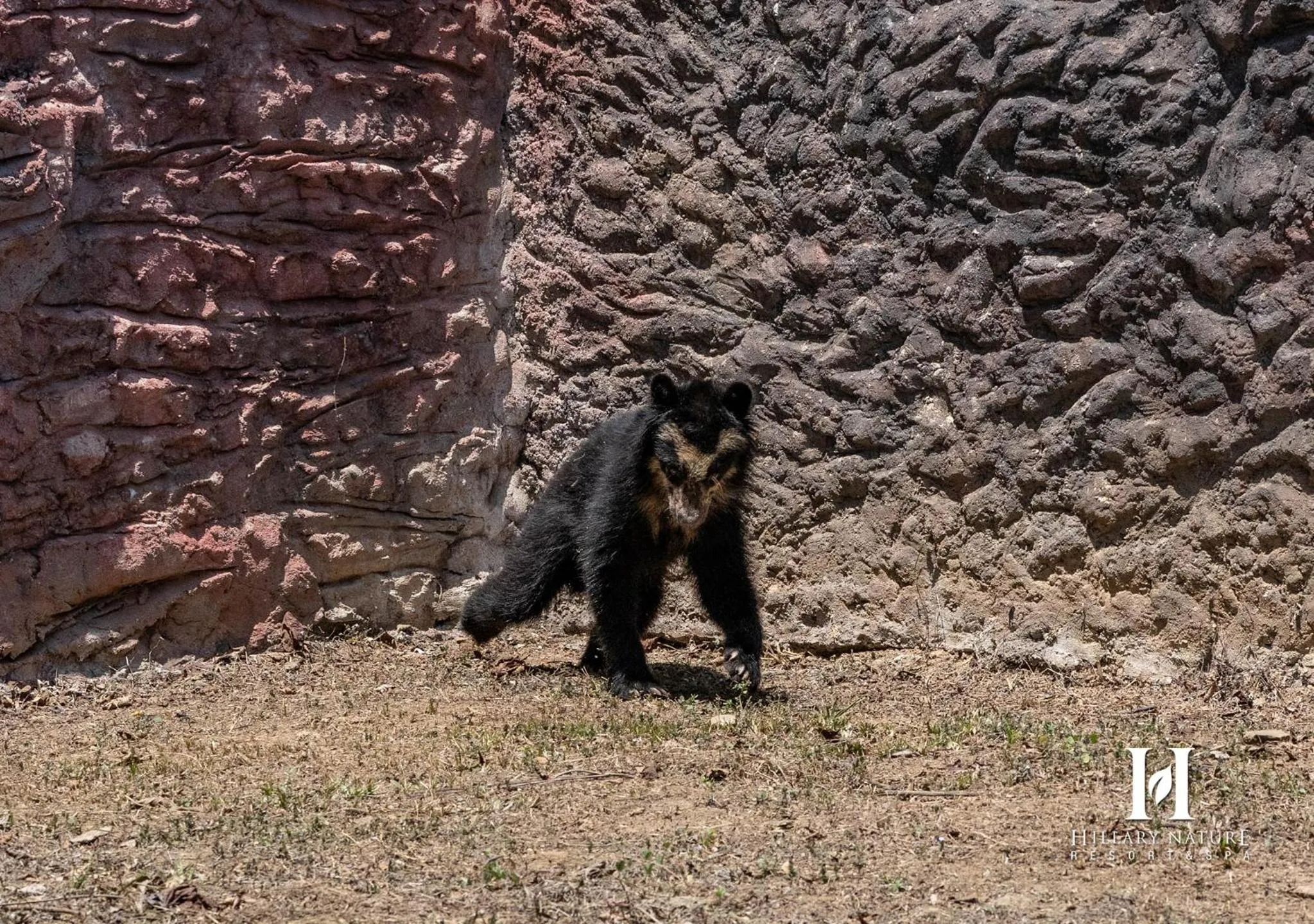 Animals in Hillary Nature Resort & Spa All Inclusive