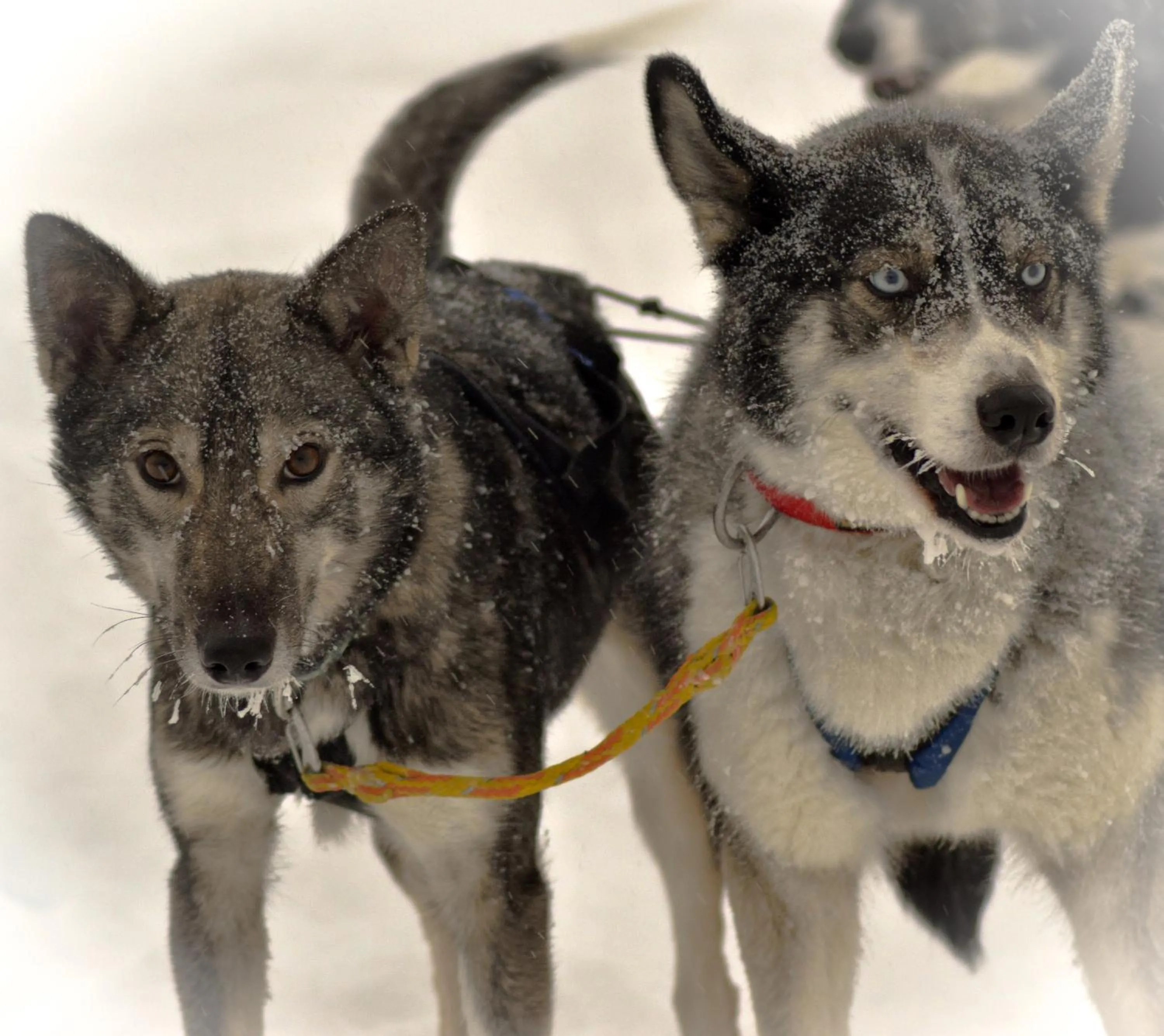 Activities in Camp Alta Kiruna