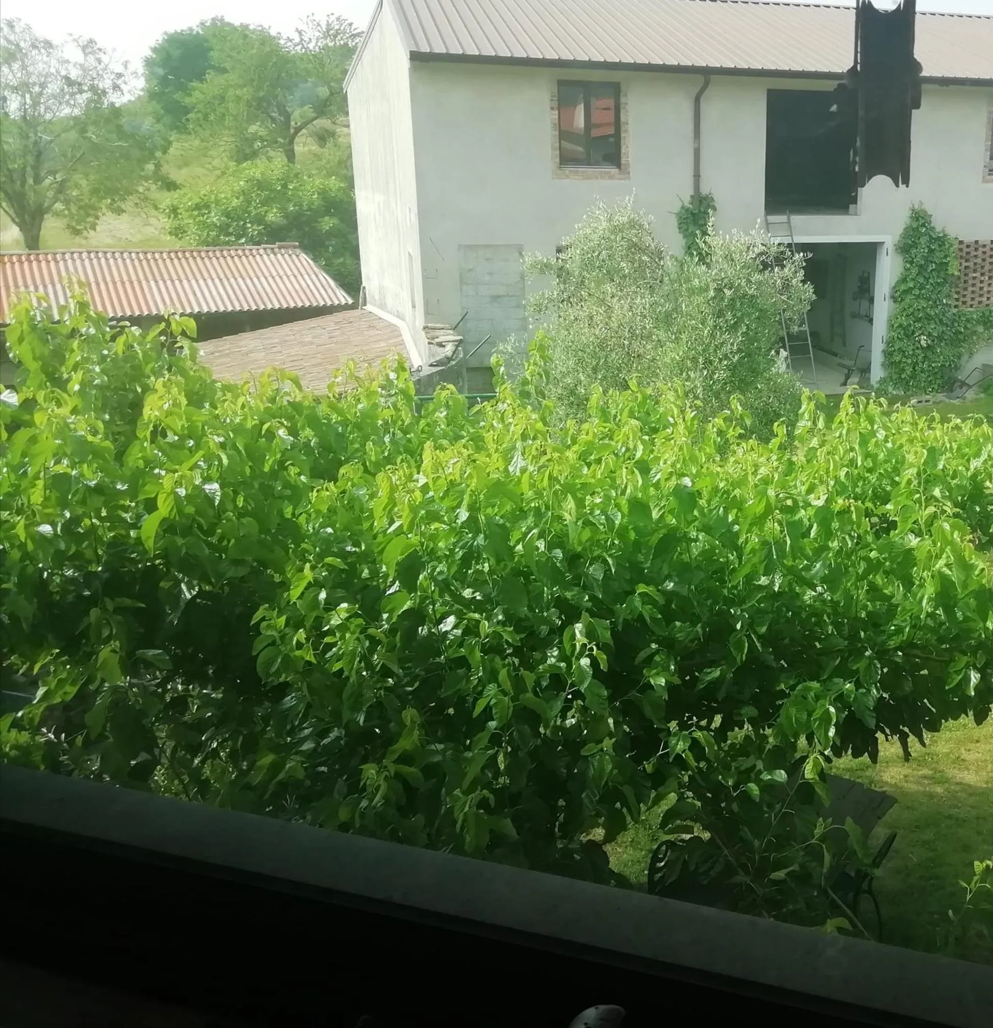 Garden view in B&B Books & Bikes