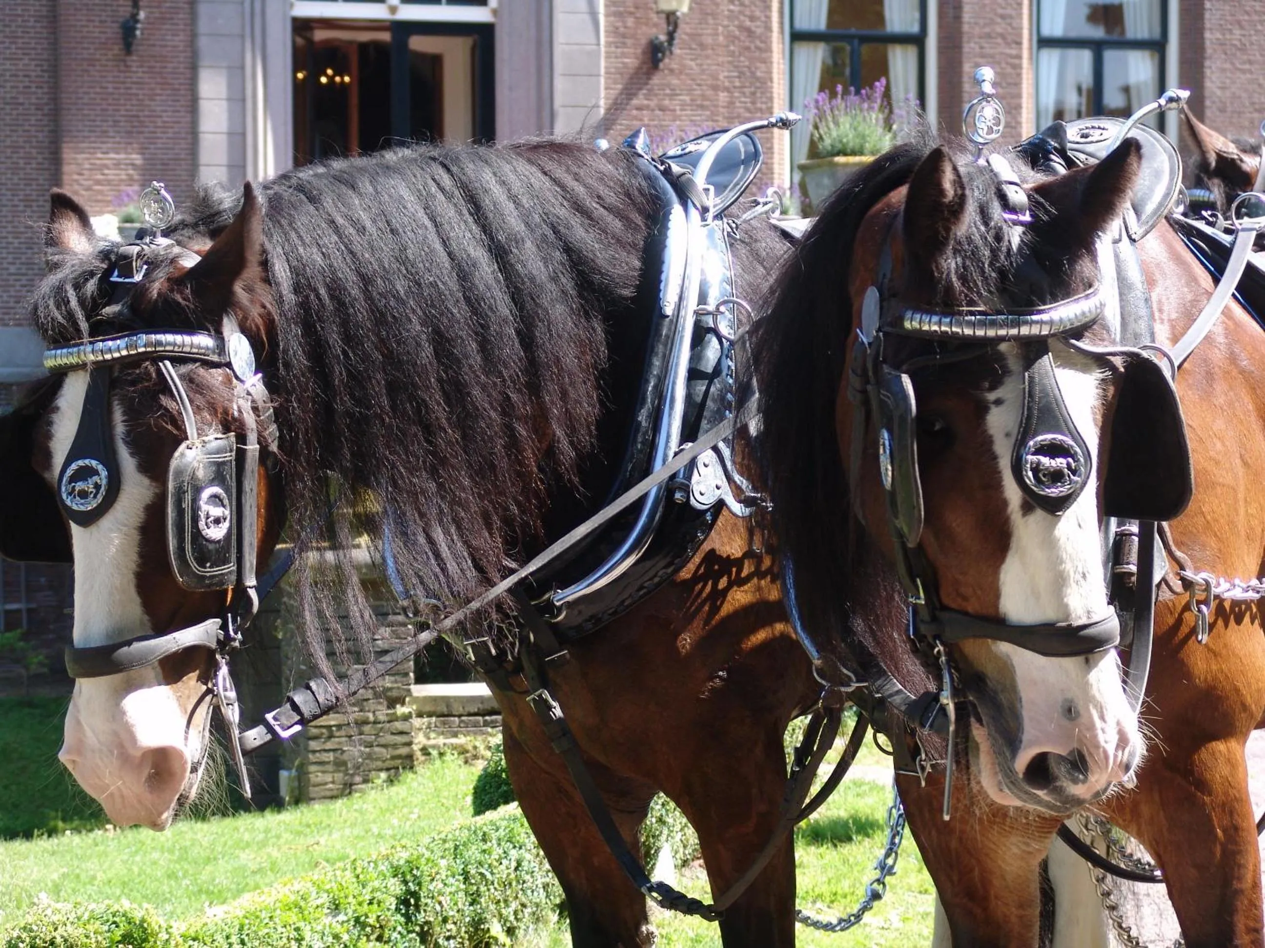 Pets in Kasteel Sterkenburg
