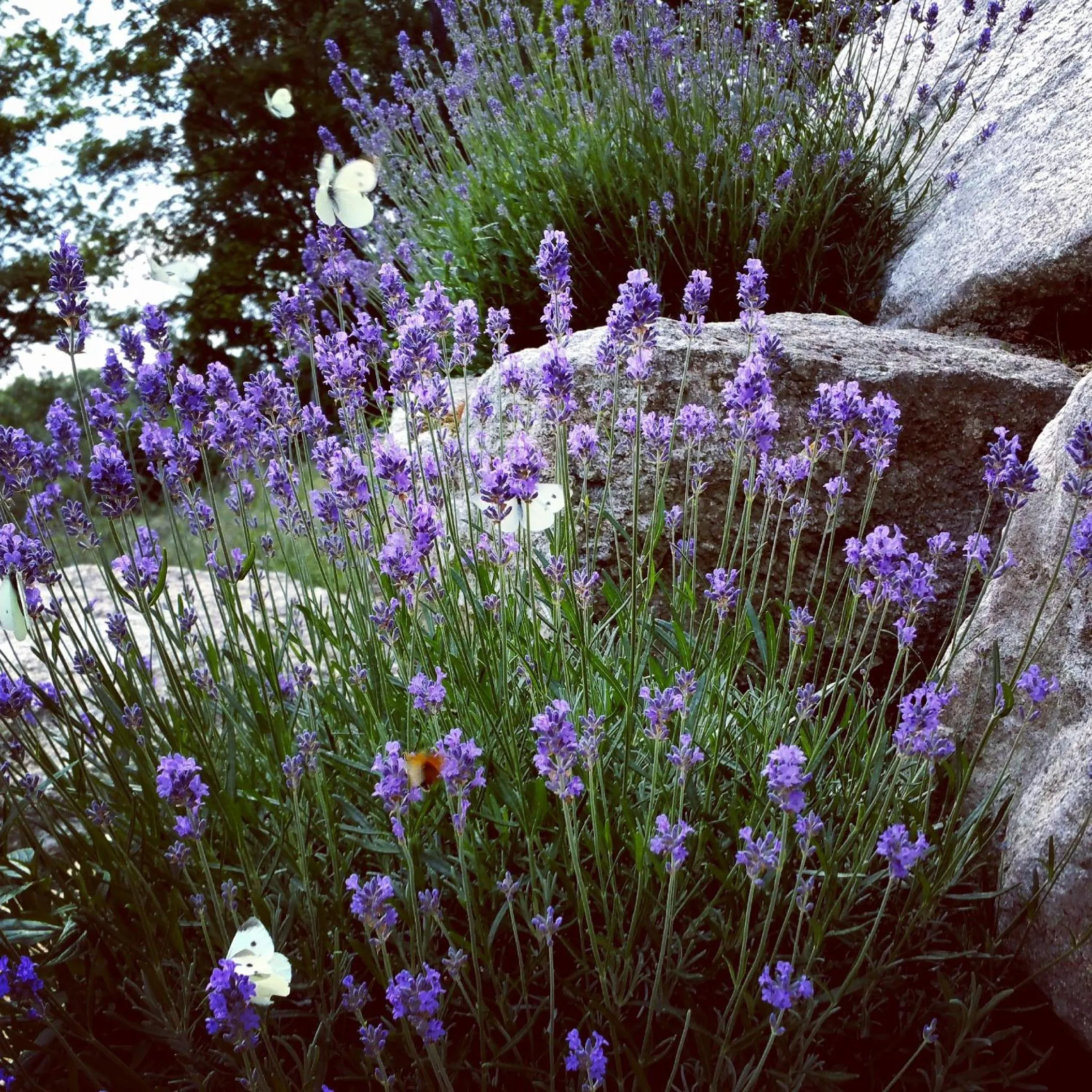 Garden in Uroczysko starych sztolni