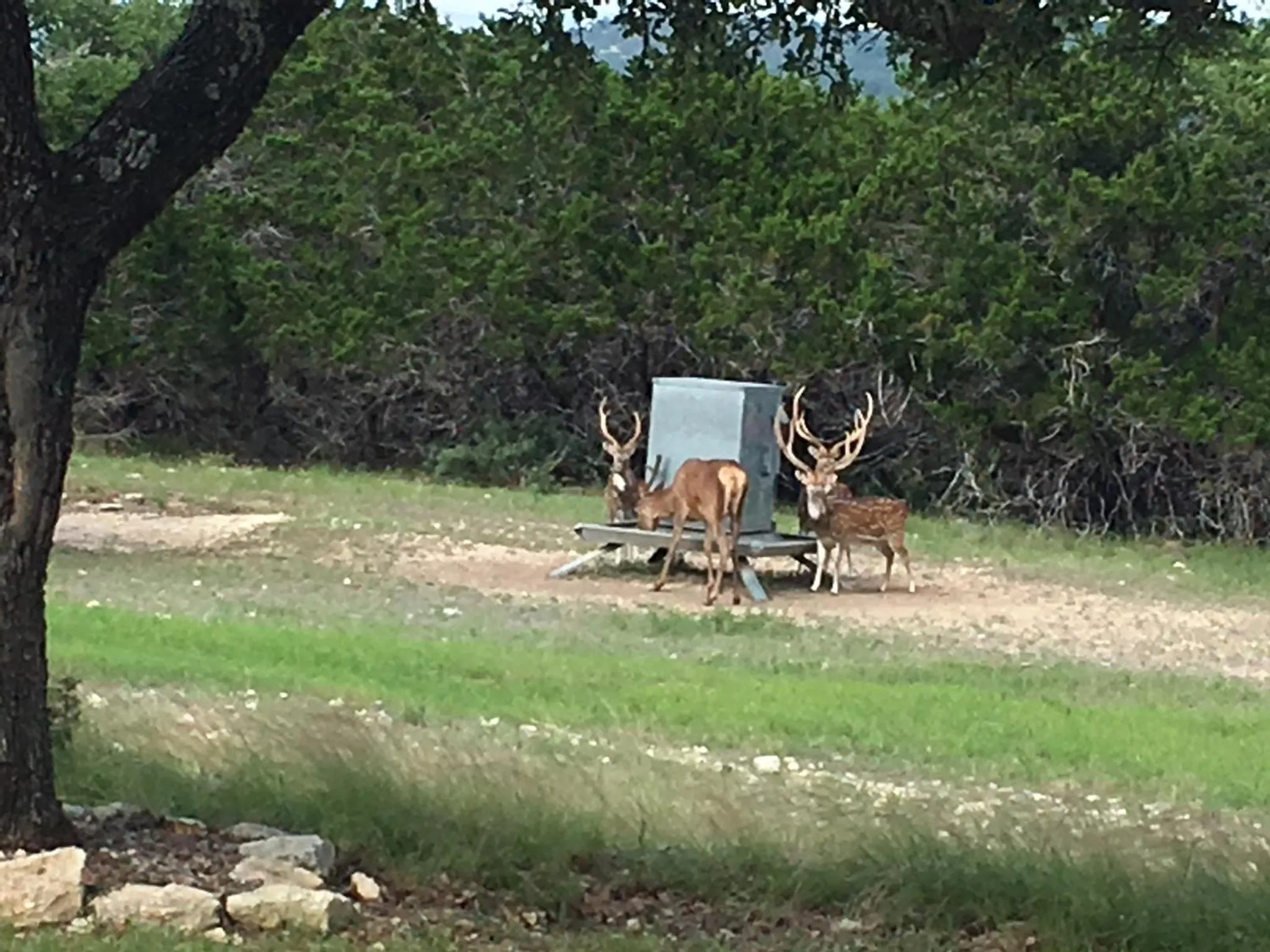 Animals in Glory Hills Ranch