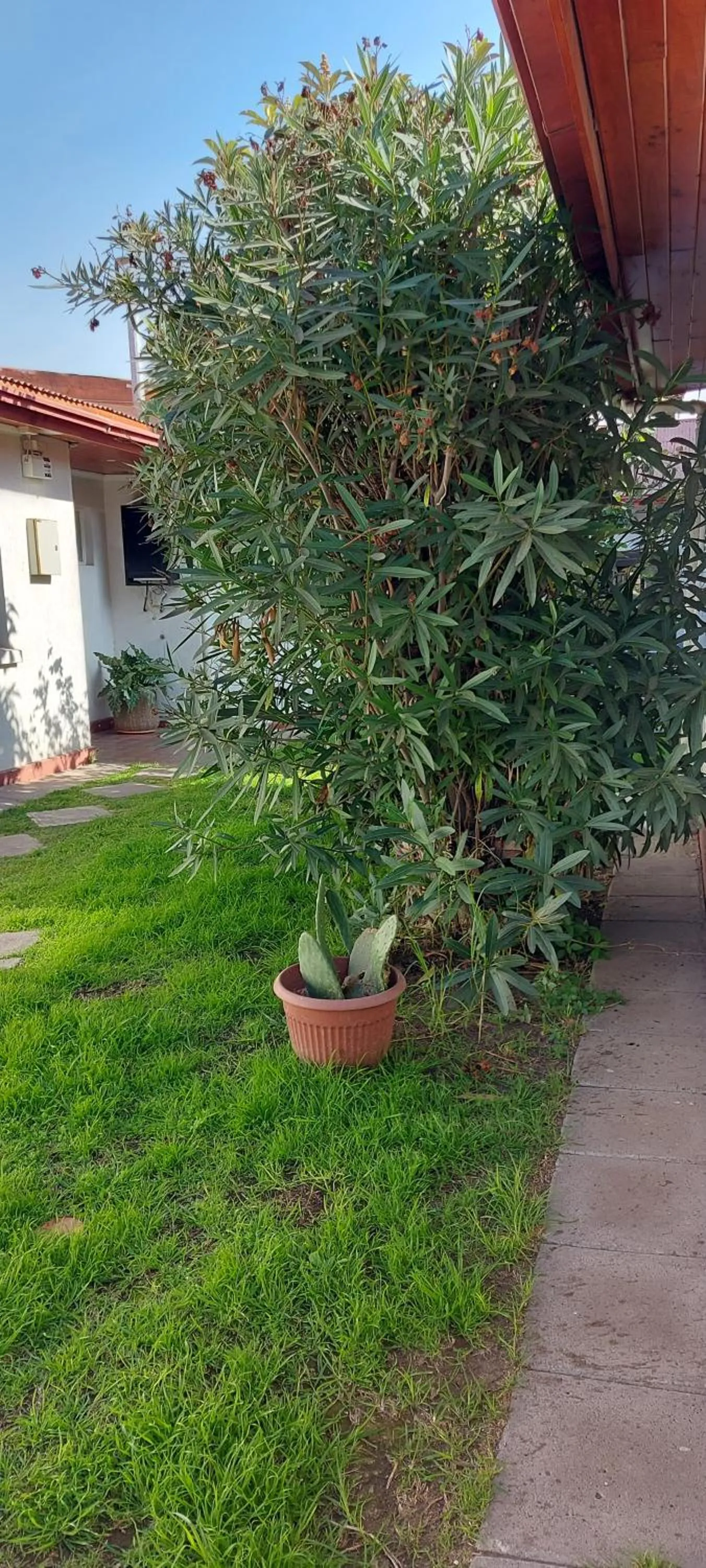 Garden in Hotel Chagual