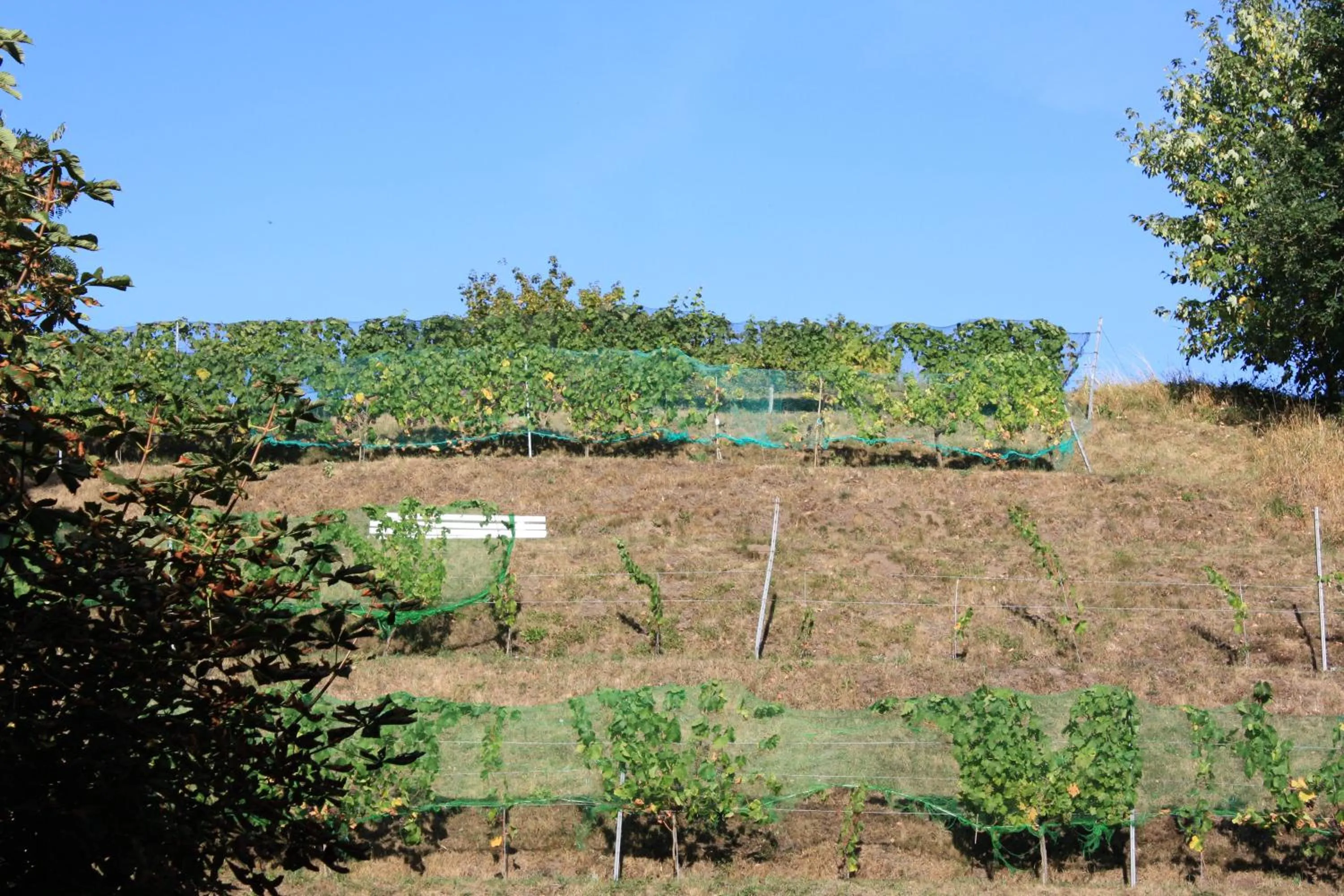 Natural landscape in Hotel Scholz