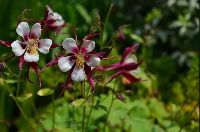 Spring in Heron House