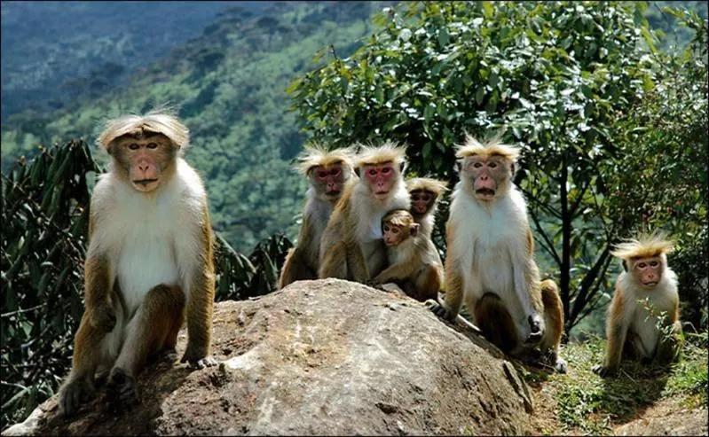 Animals in Relax Homestay