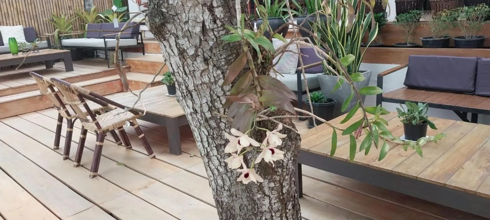 Moonlight Champa Riverview