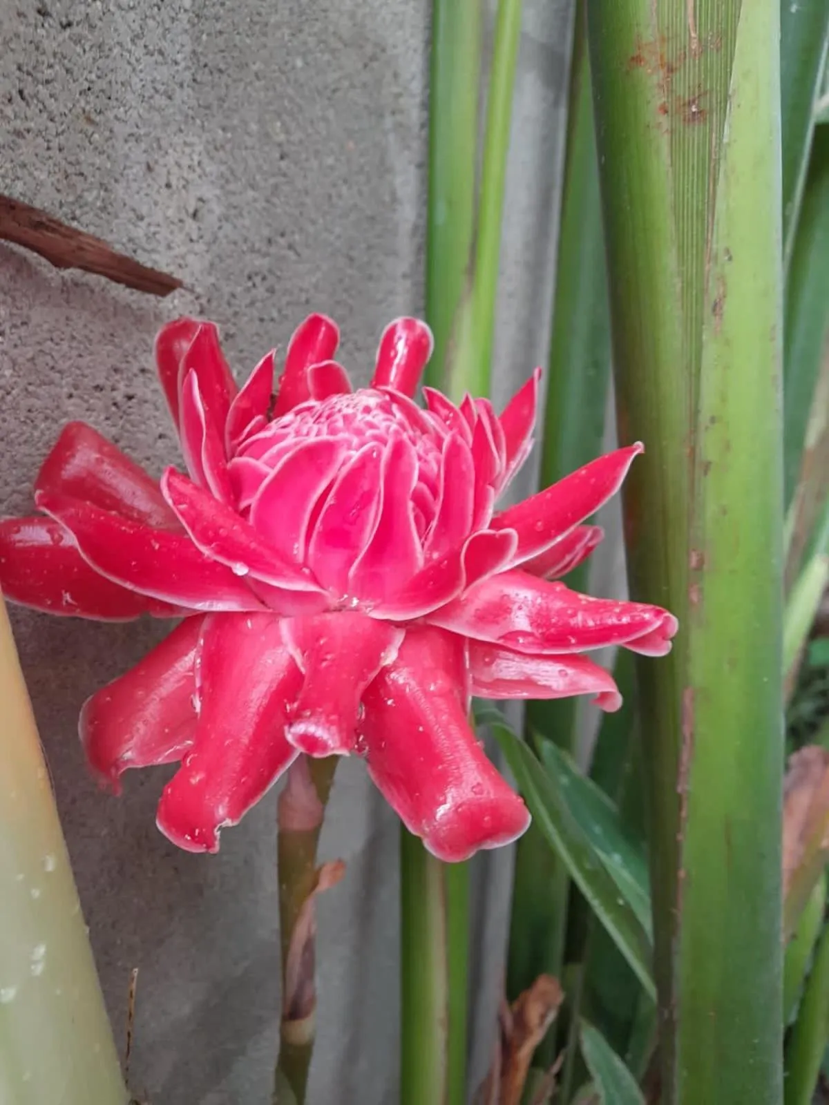 Moonlight Champa Riverview