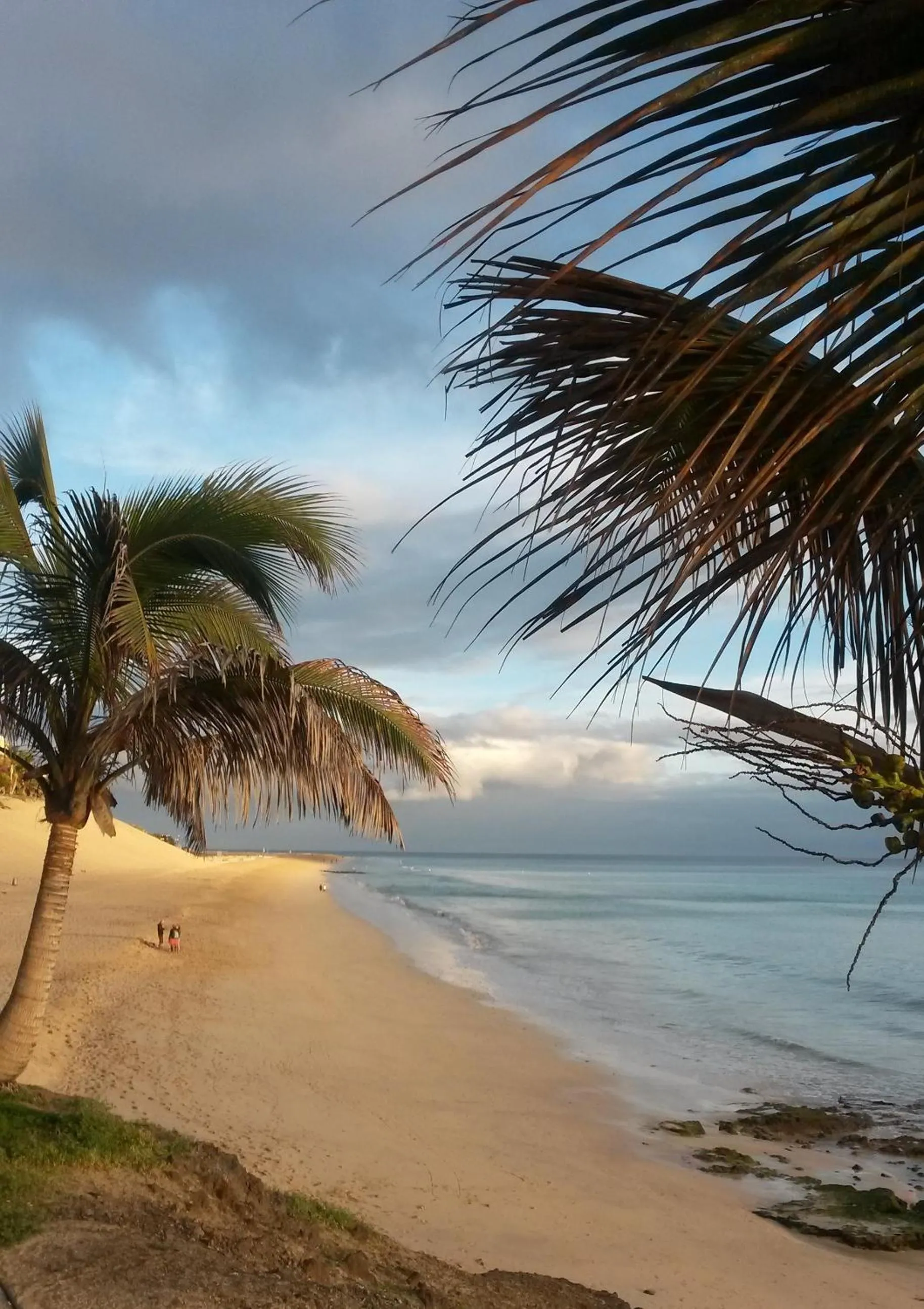 View (from property/room) in Apartamentos Palm Garden