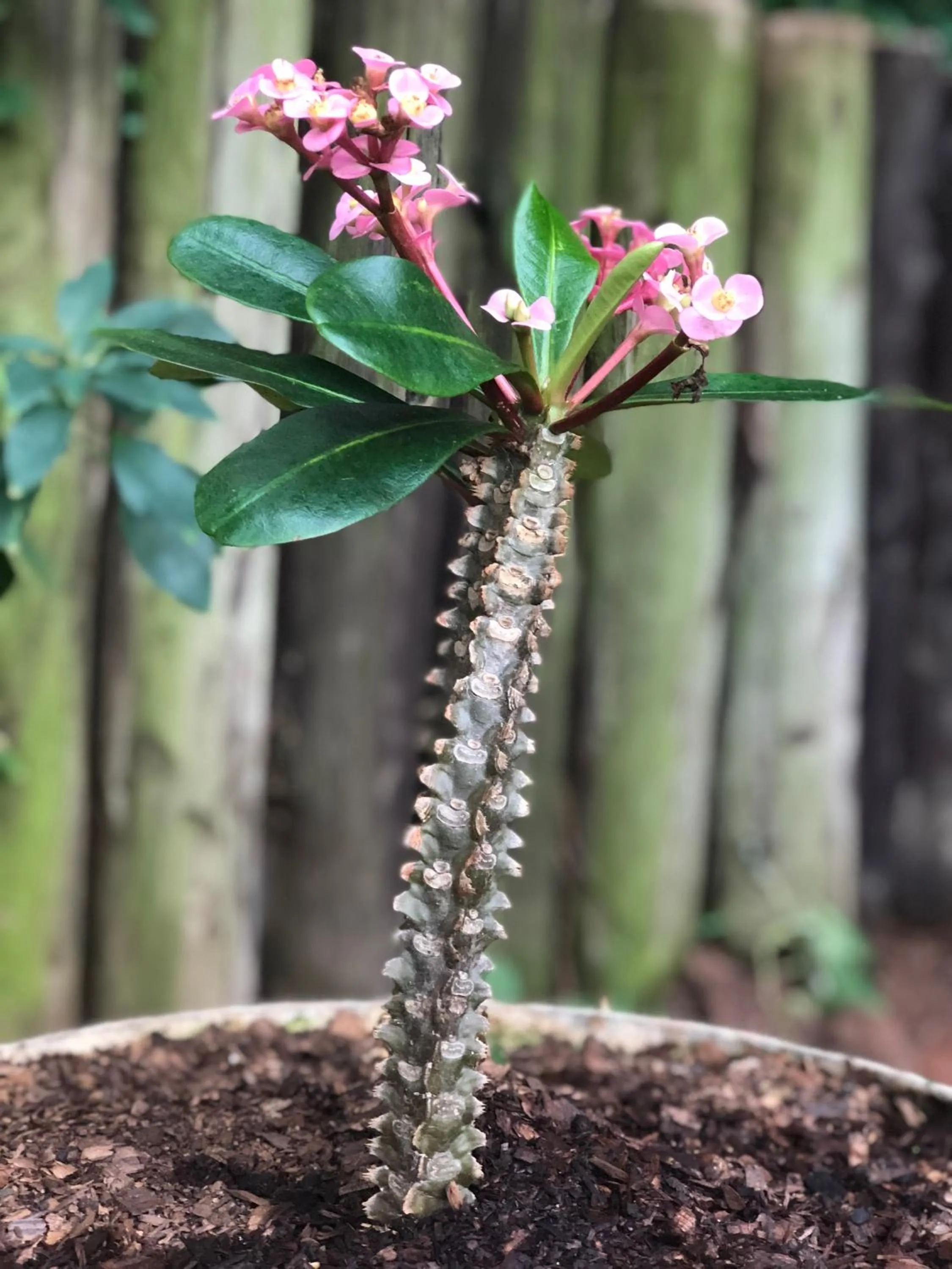 Garden in Salt Rock Manor