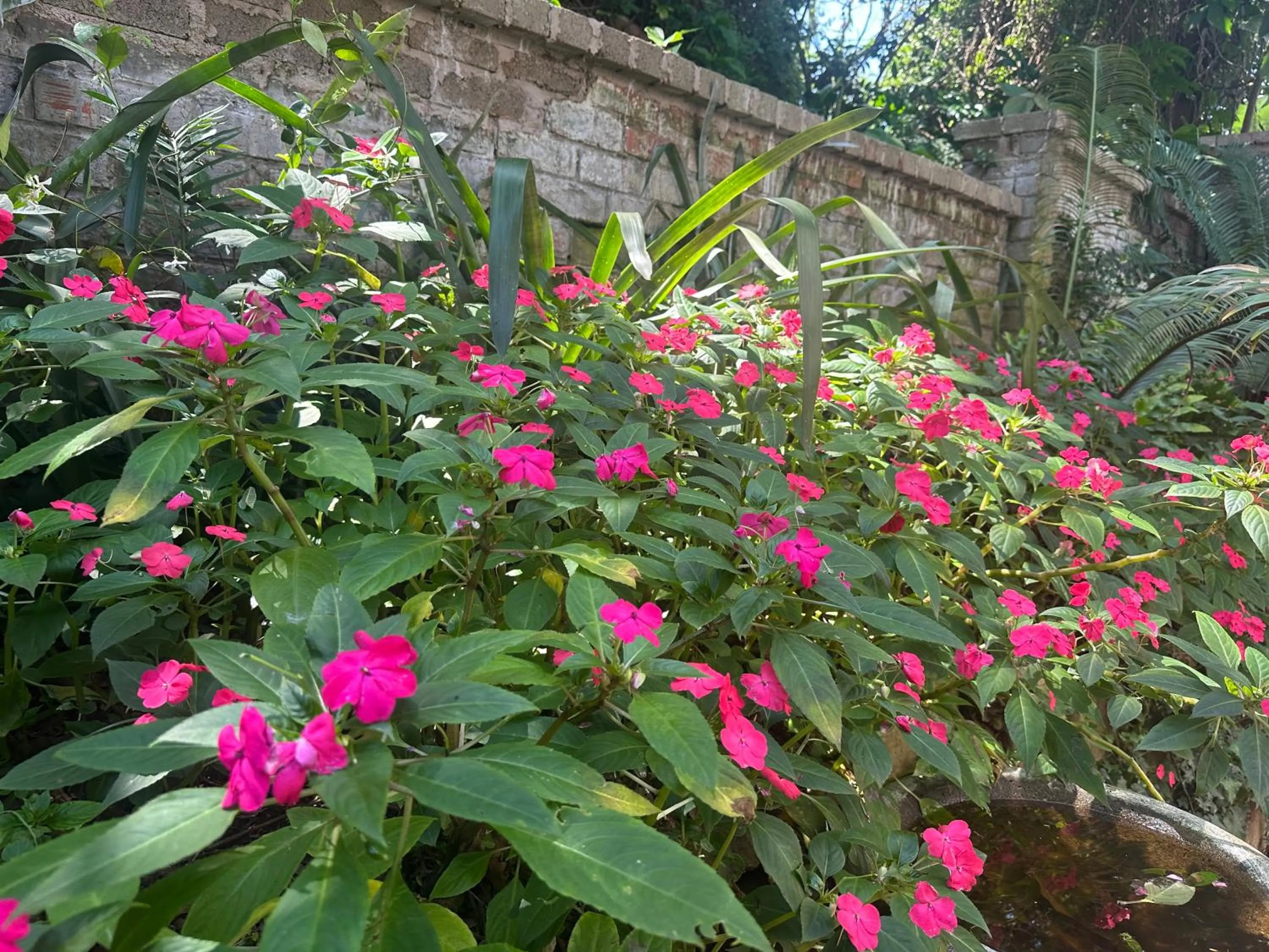 Garden in Salt Rock Manor