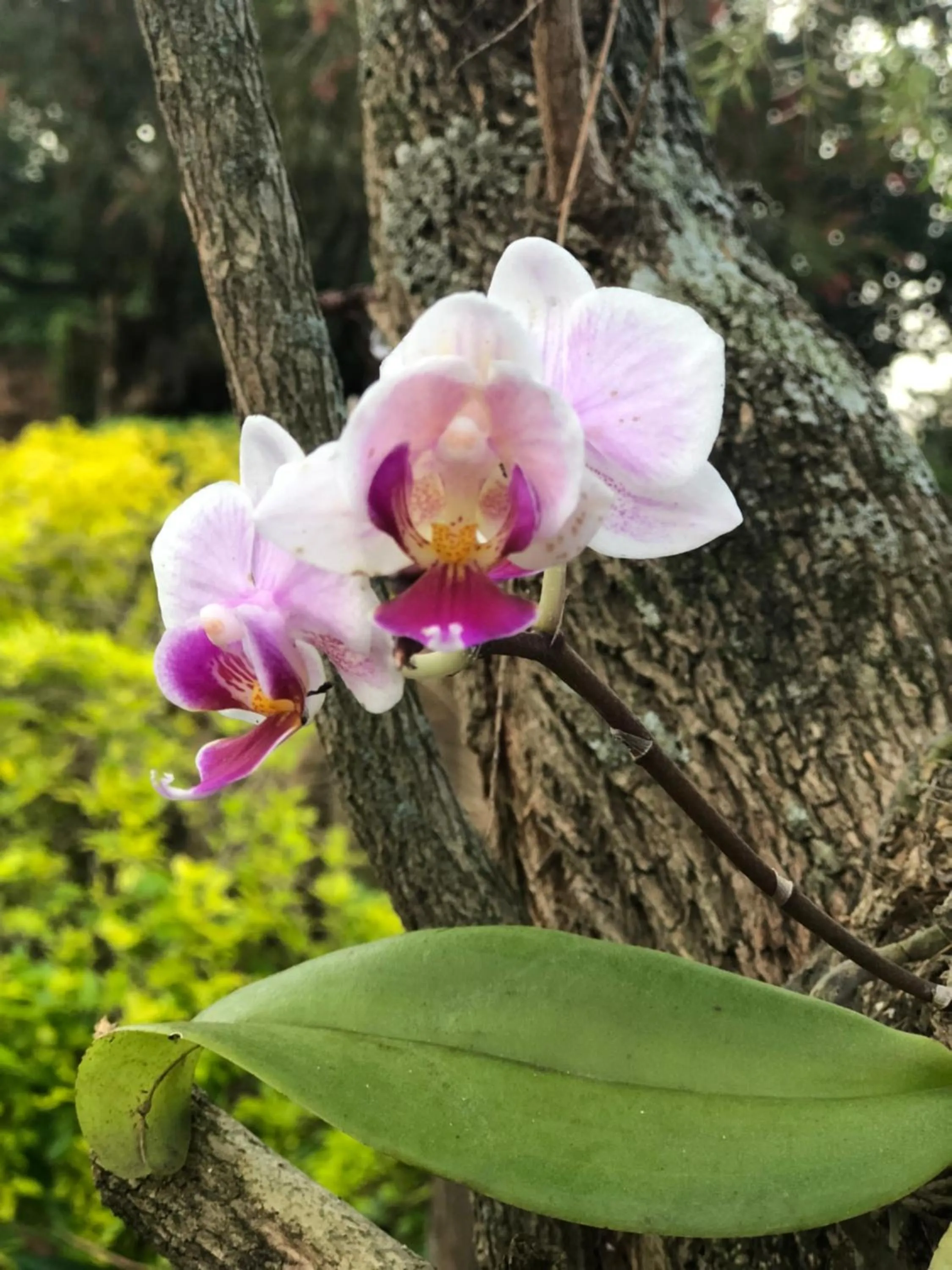 Garden in Salt Rock Manor