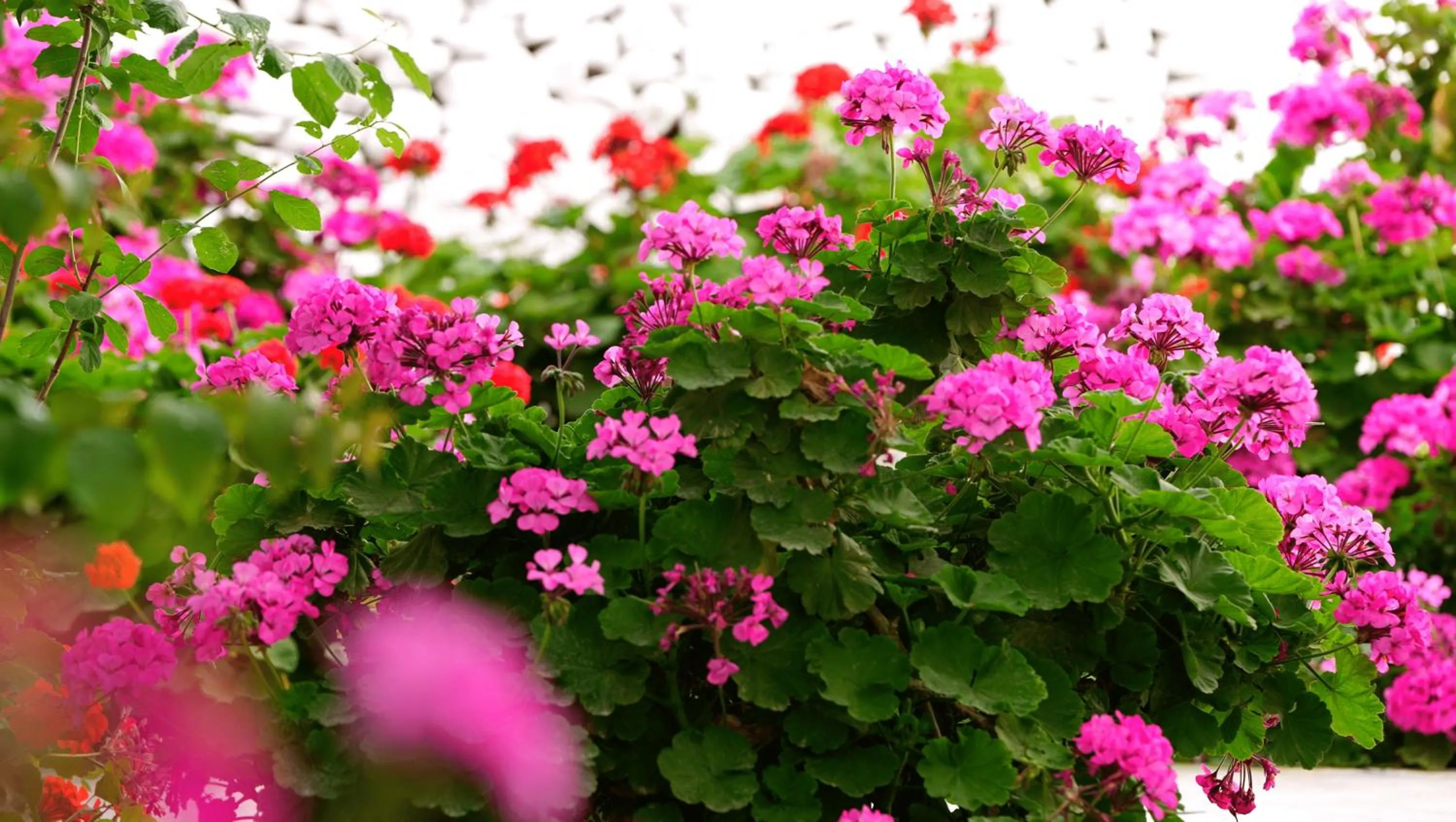 Garden in Lakki Village