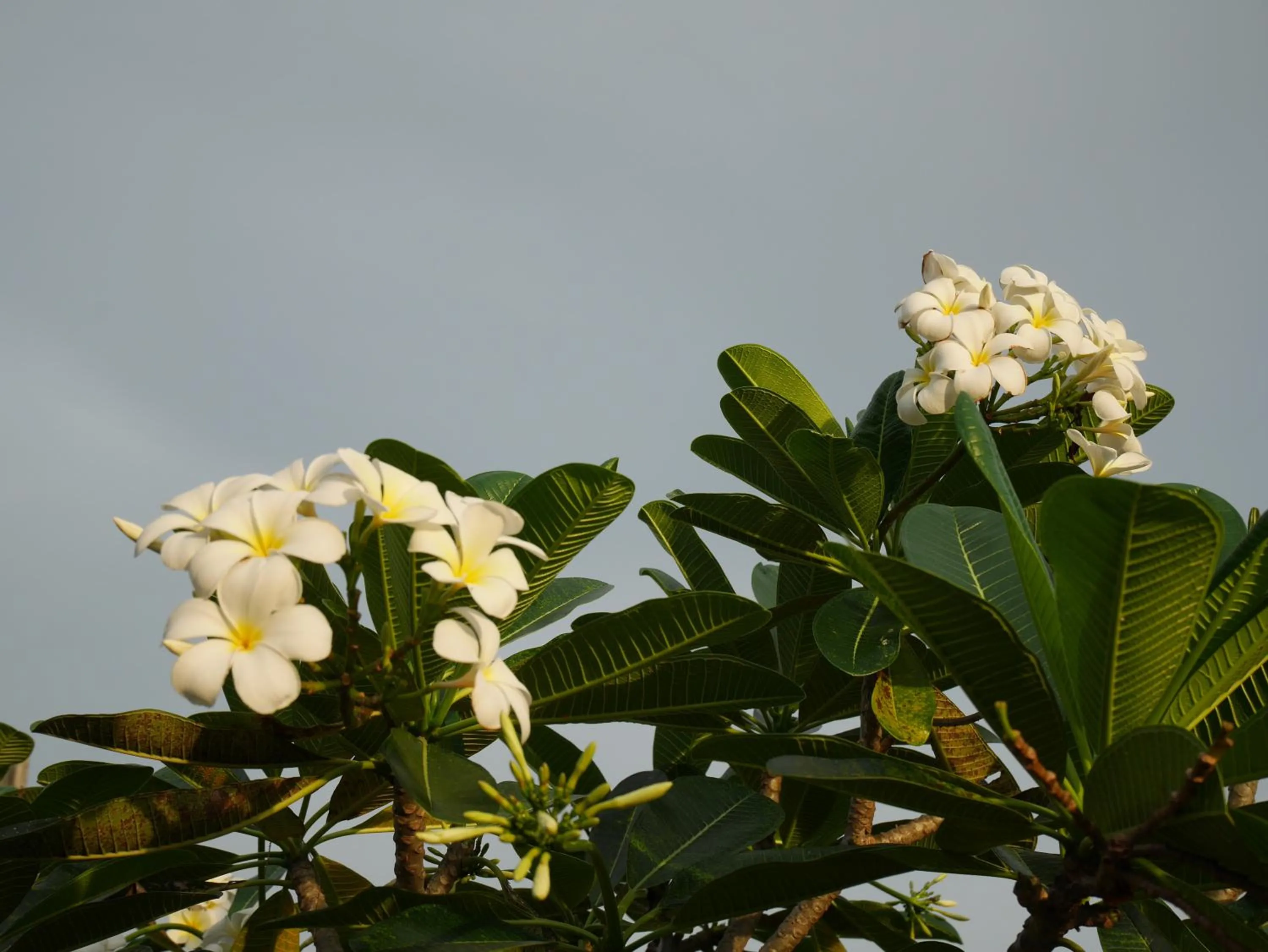 Garden view in Bangtao Beach Chalet Resort
