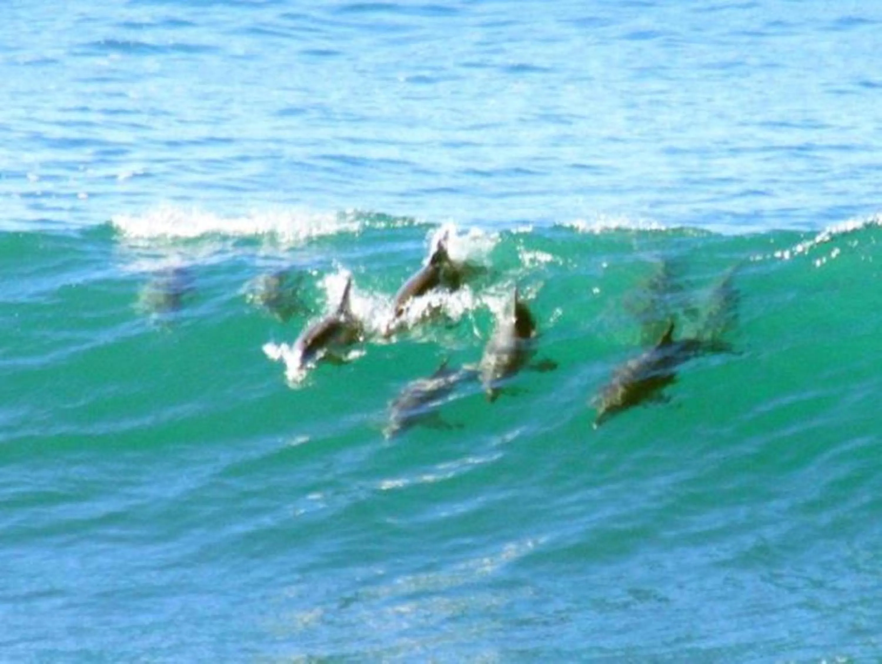 Animals in Fairway Haven Getaway