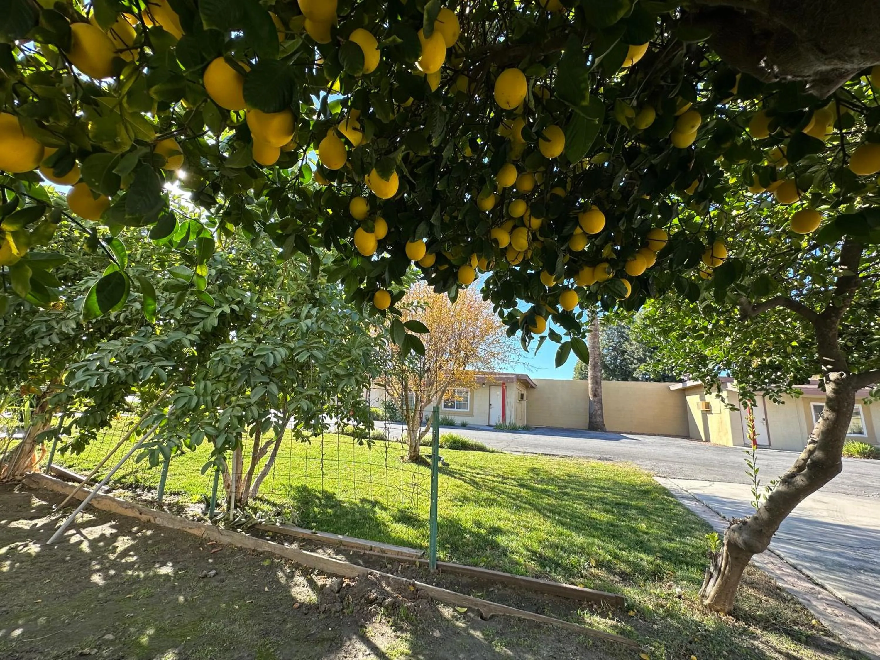 Garden in Royal Inn and Suites