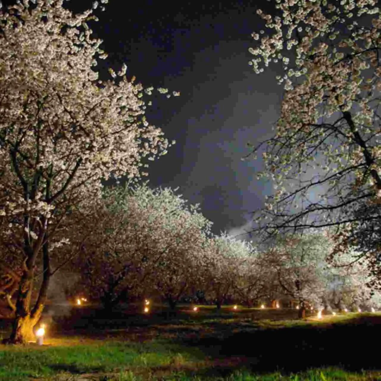 Night in Liry's Home