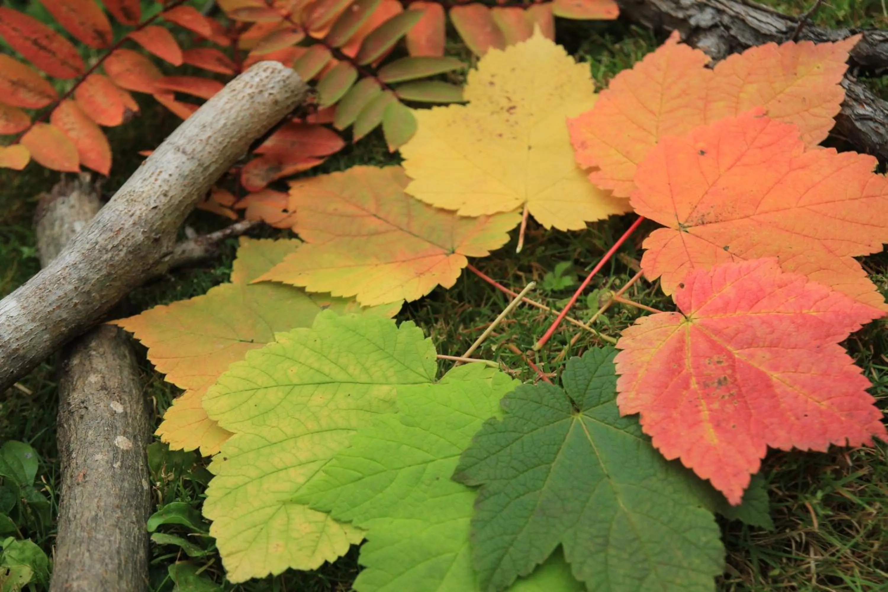 Garden in Auberge La Châtelaine