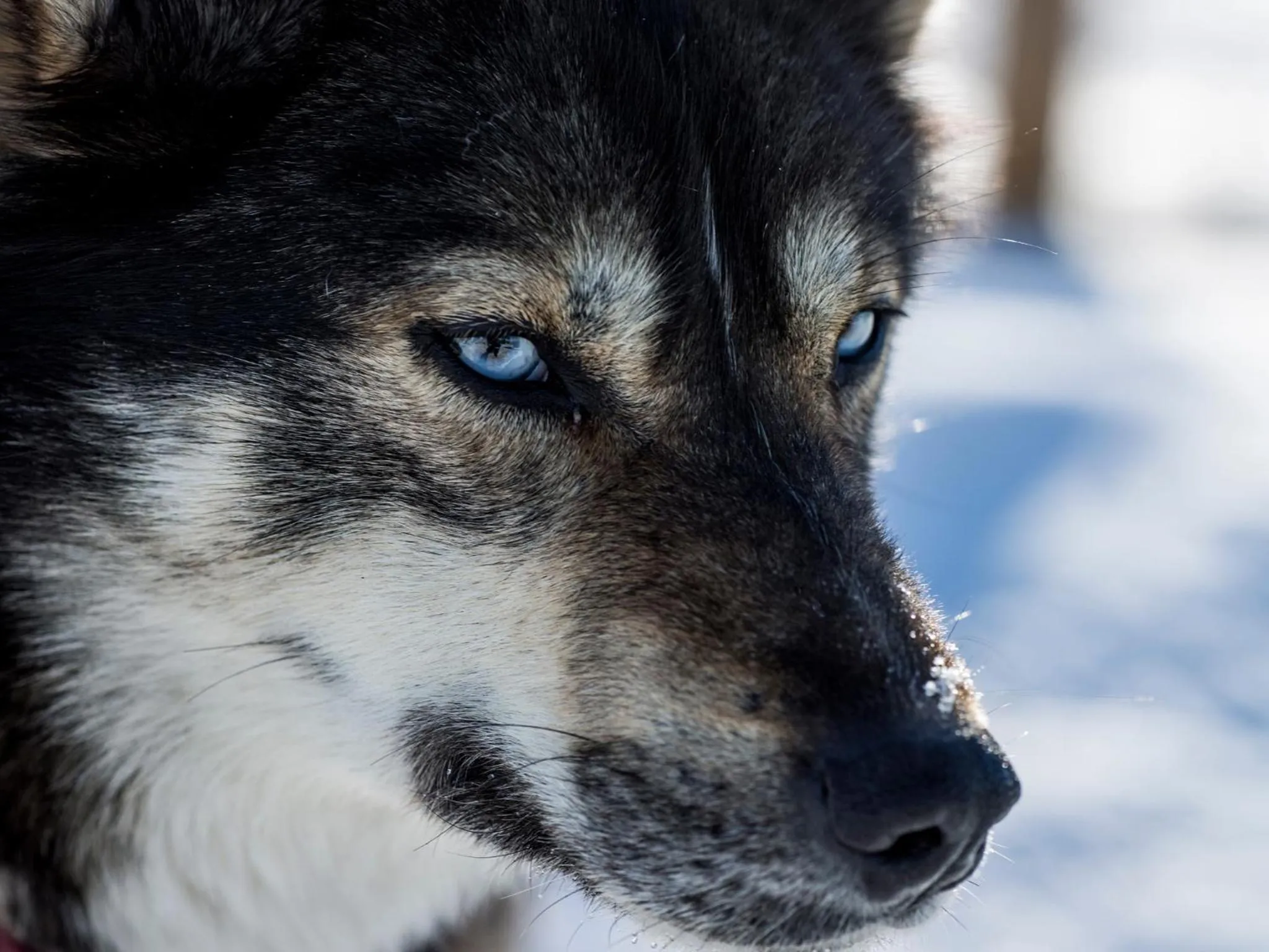 Animals in Radisson Blu Polar Hotel, Spitsbergen