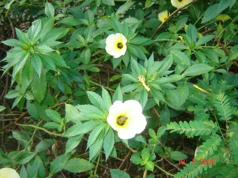 Apart Hotel em Búzios