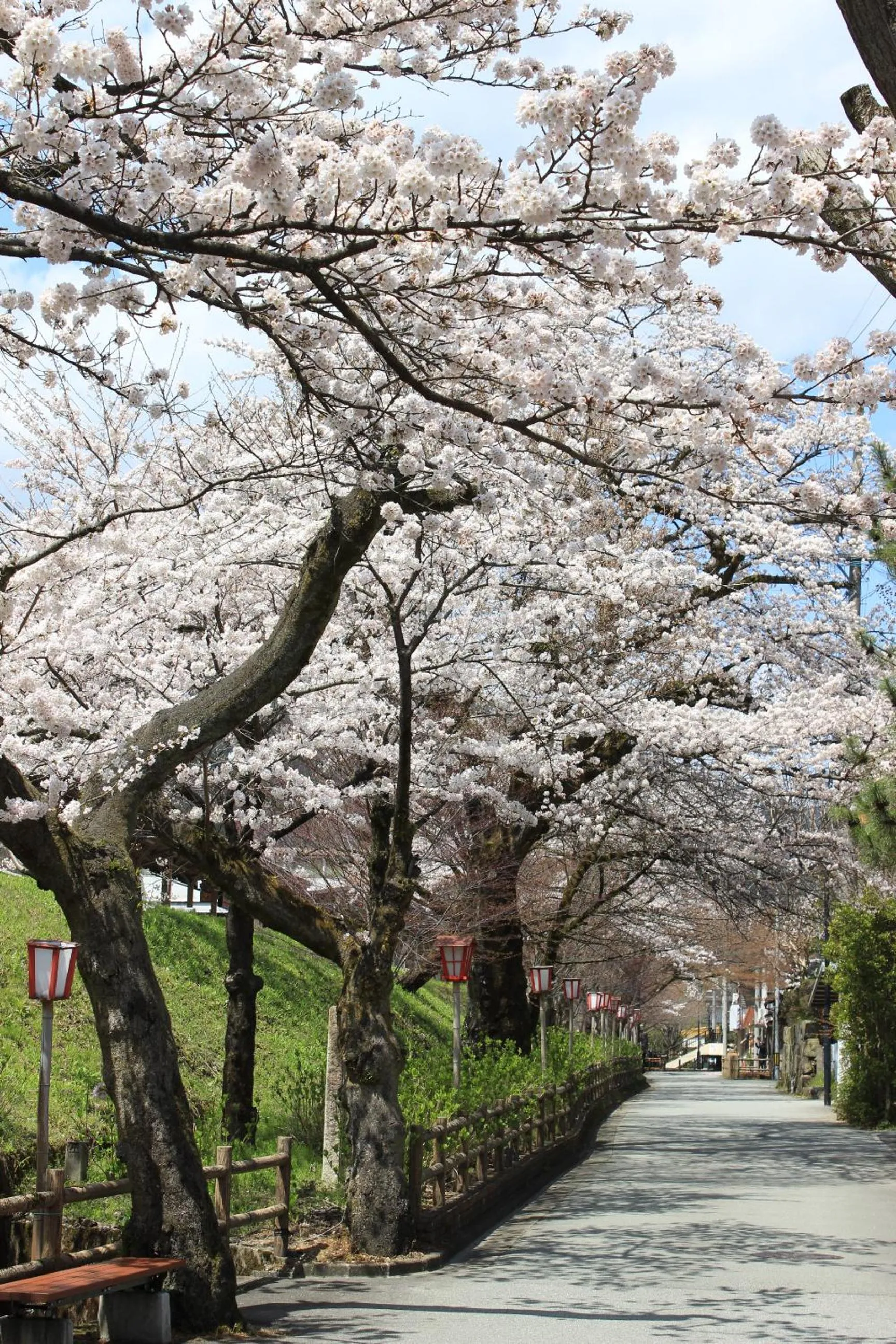 Spring in Suimeikan