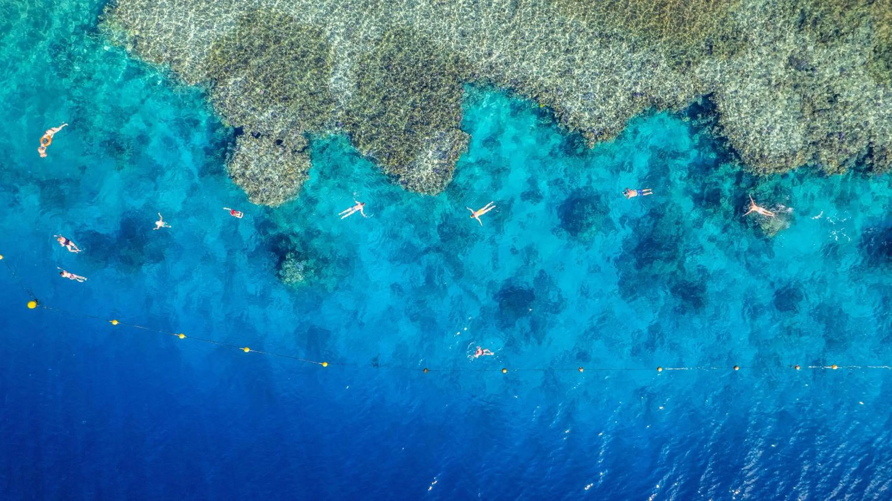 Pets in Grand Oasis Resort