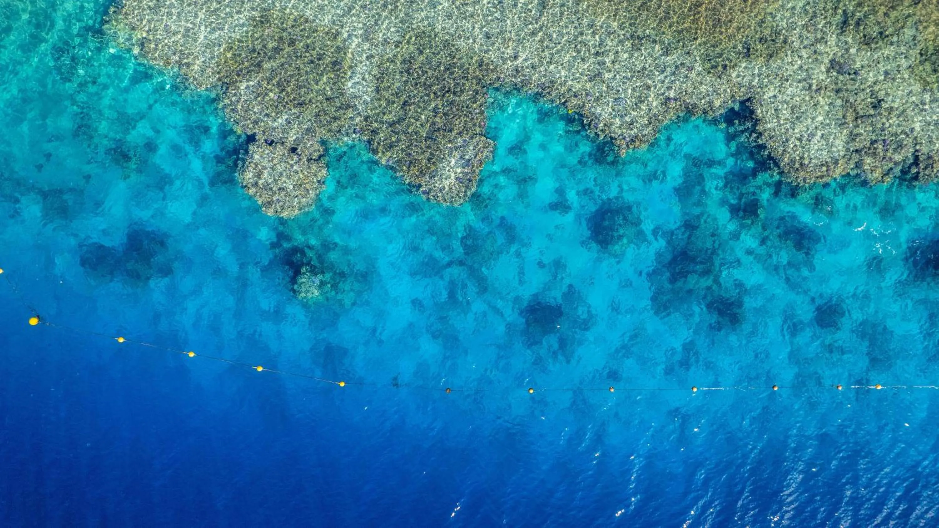 Pets in Grand Oasis Resort