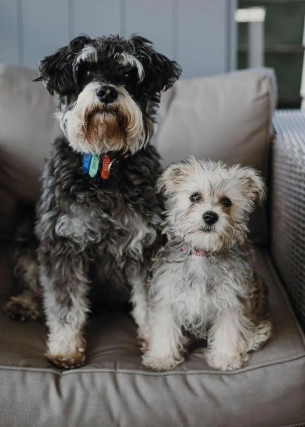 Pets in Omokoroa Sea View Apartment