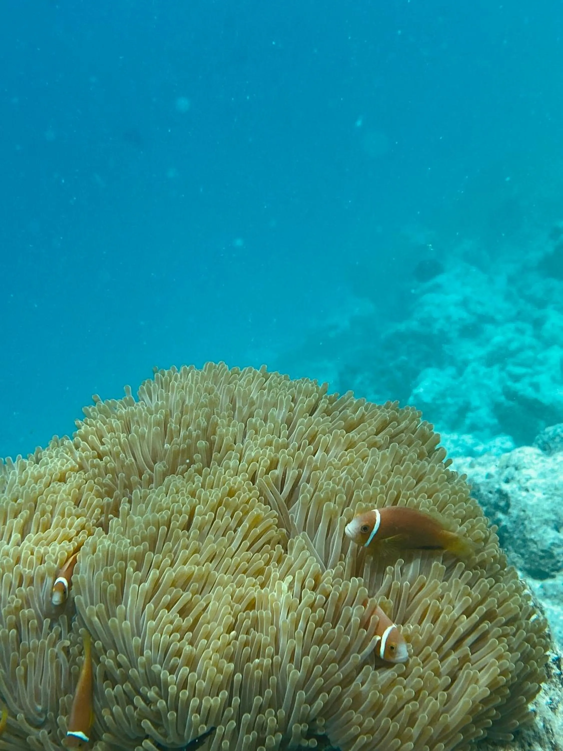 Animals in Reef Edge Thulusdhoo, Maldives