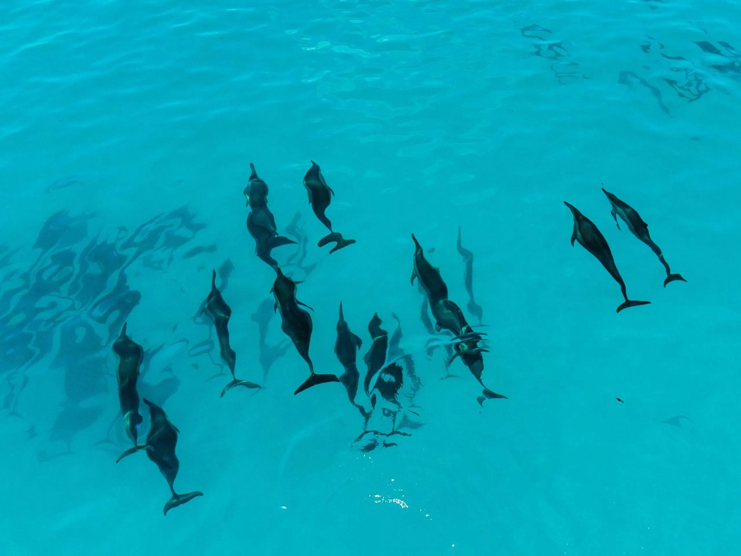 Swimming pool in Reef Edge Thulusdhoo, Maldives