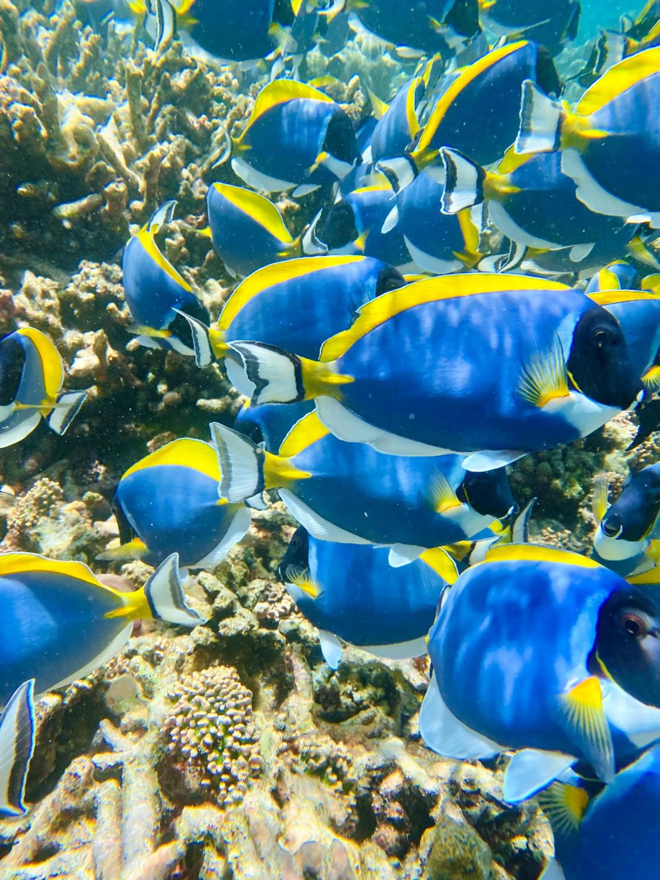 Animals in Reef Edge Thulusdhoo, Maldives