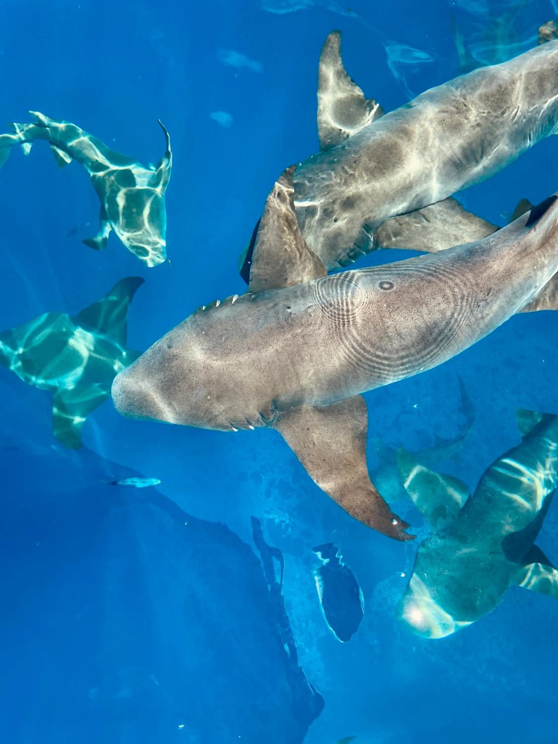 Snorkeling in Reef Edge Thulusdhoo, Maldives