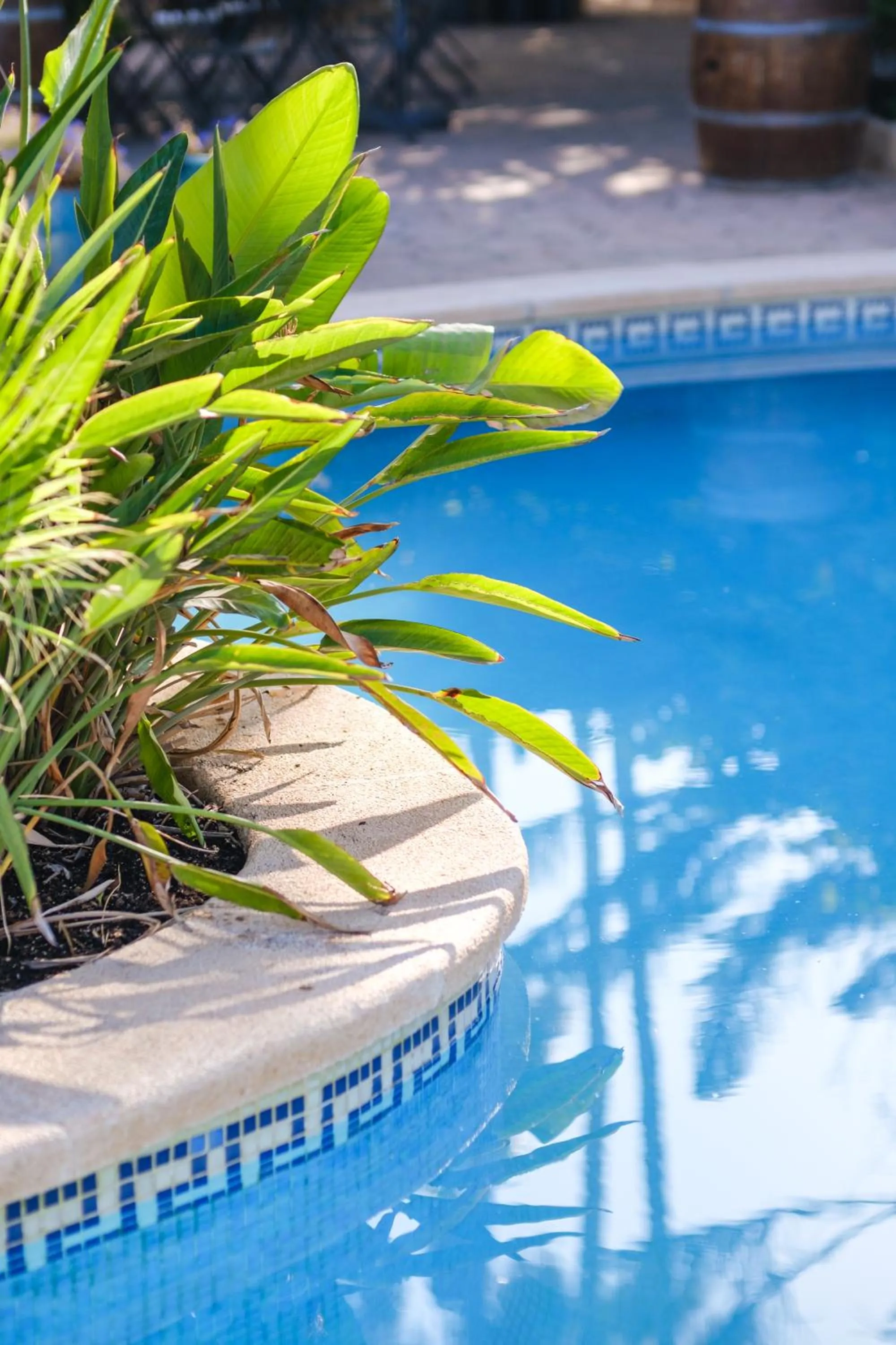 Garden in Hotel Ciutat Jardi