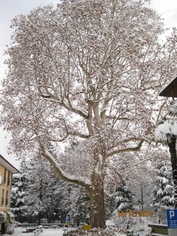 Albergo Centrale Tarcento