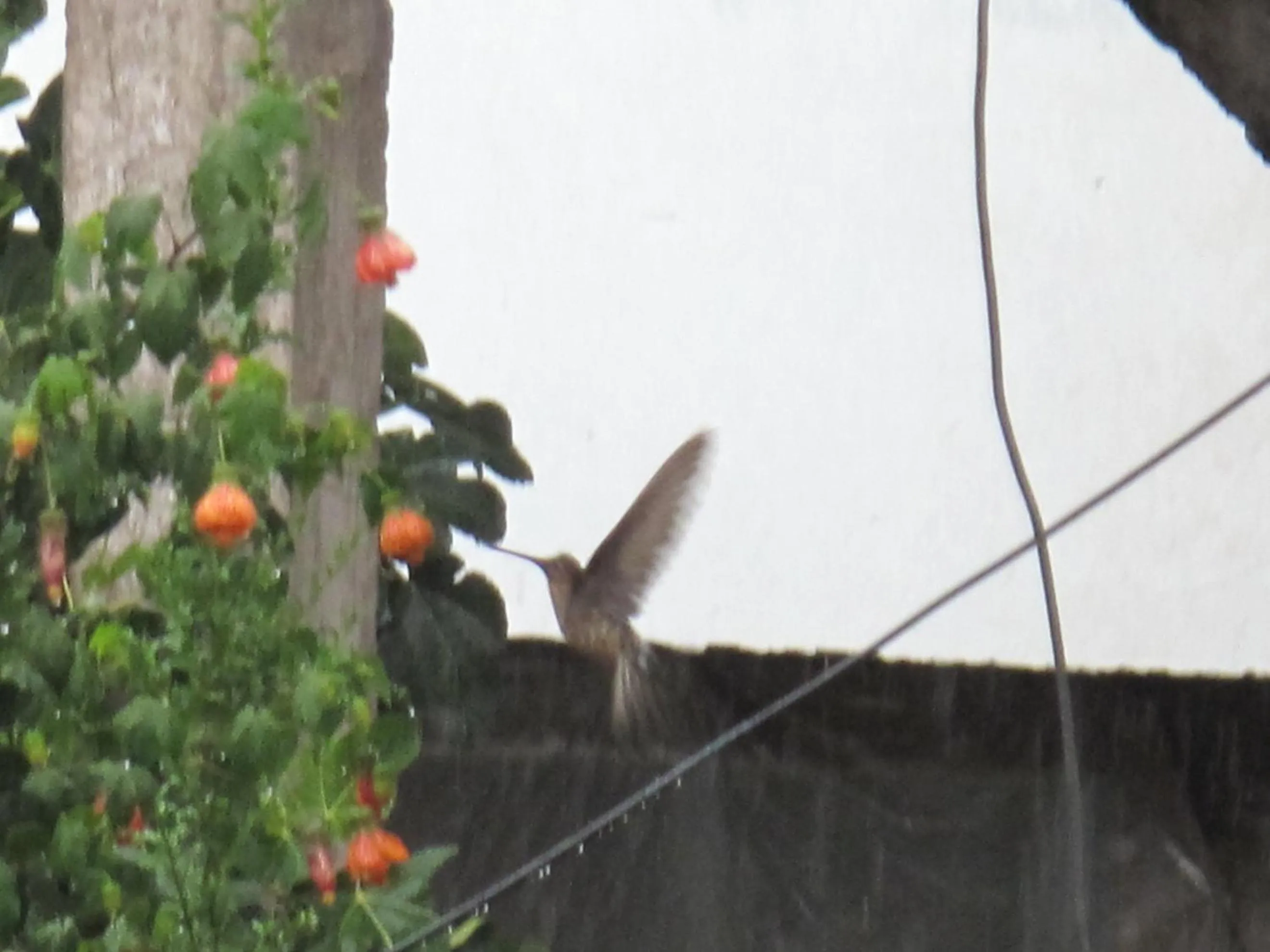 Garden in Casa De Mama Cusco - The Treehouse