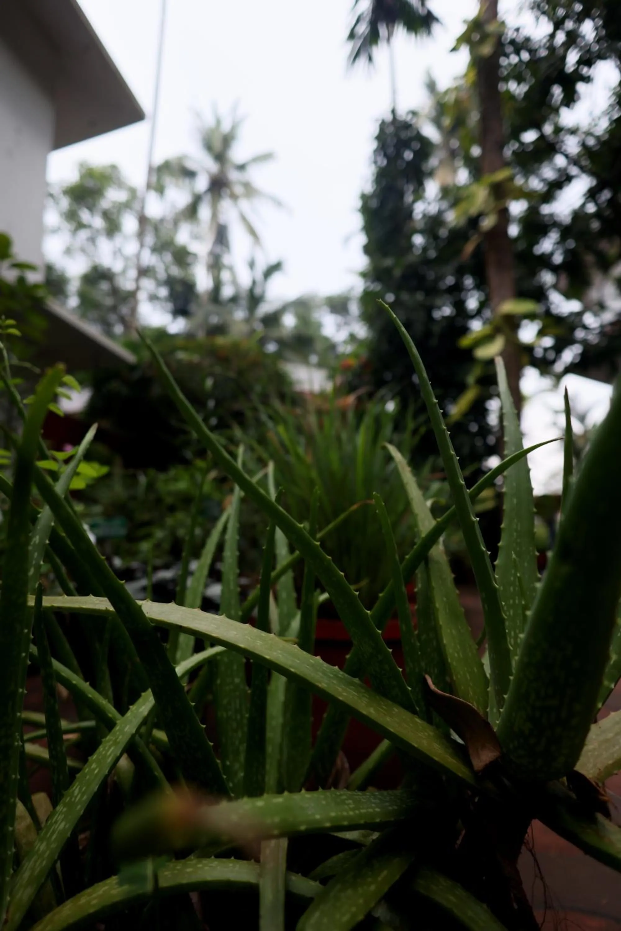 Ideal Ayurvedic Resort Kovalam